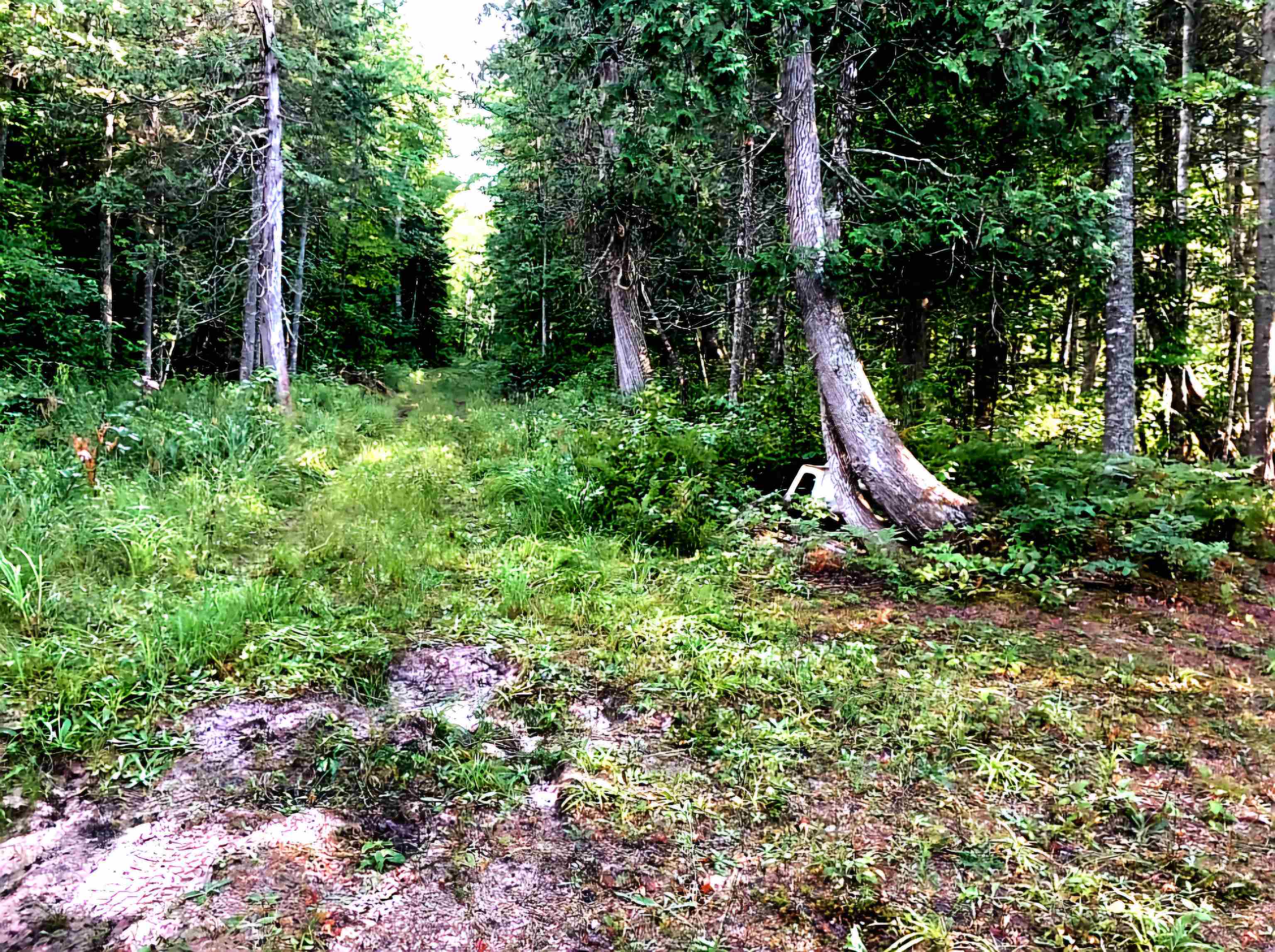 Tbd Keweenaw Pass Road Property Photo 6
