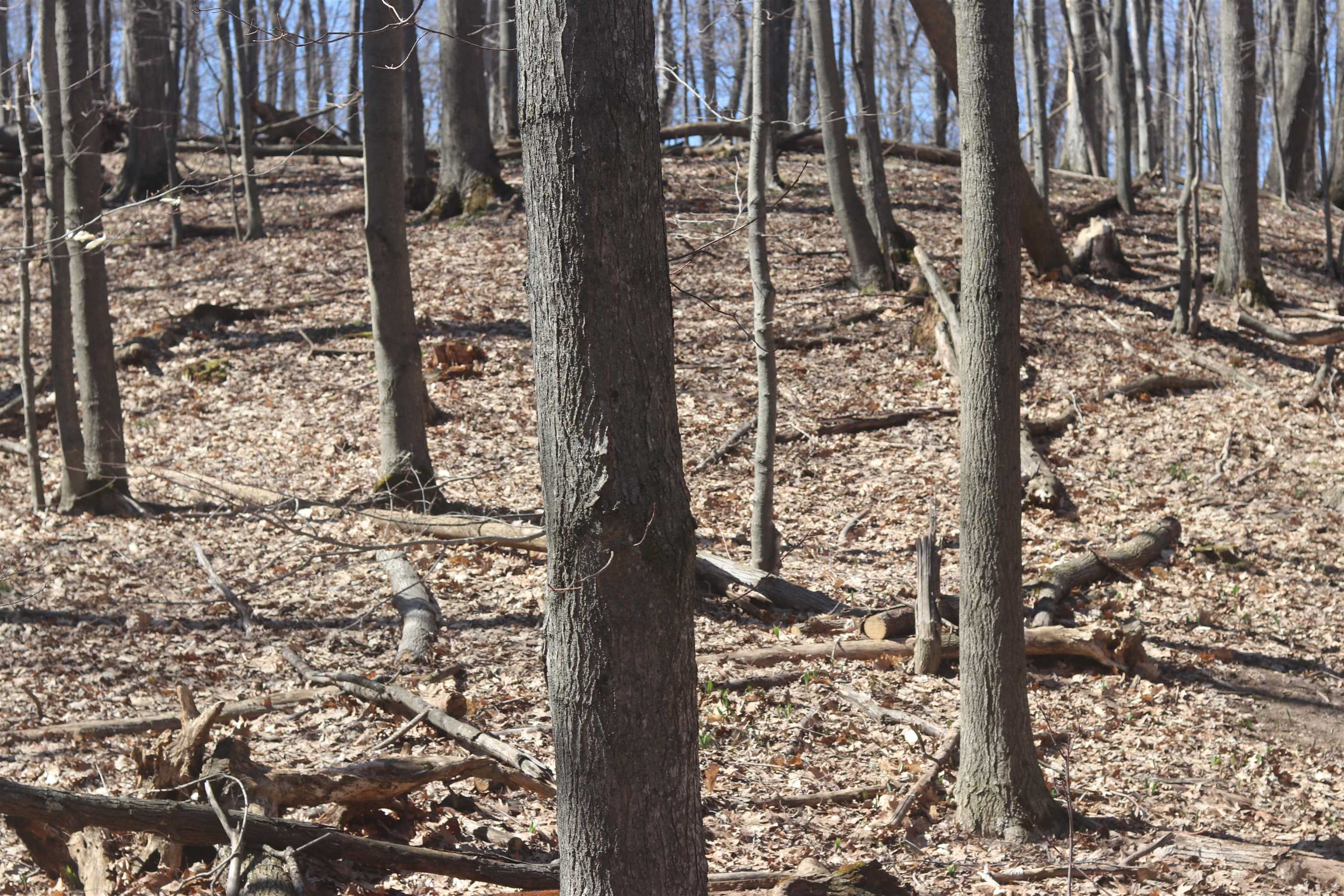 Lot 19 Crystal View Commons Property Photo 5