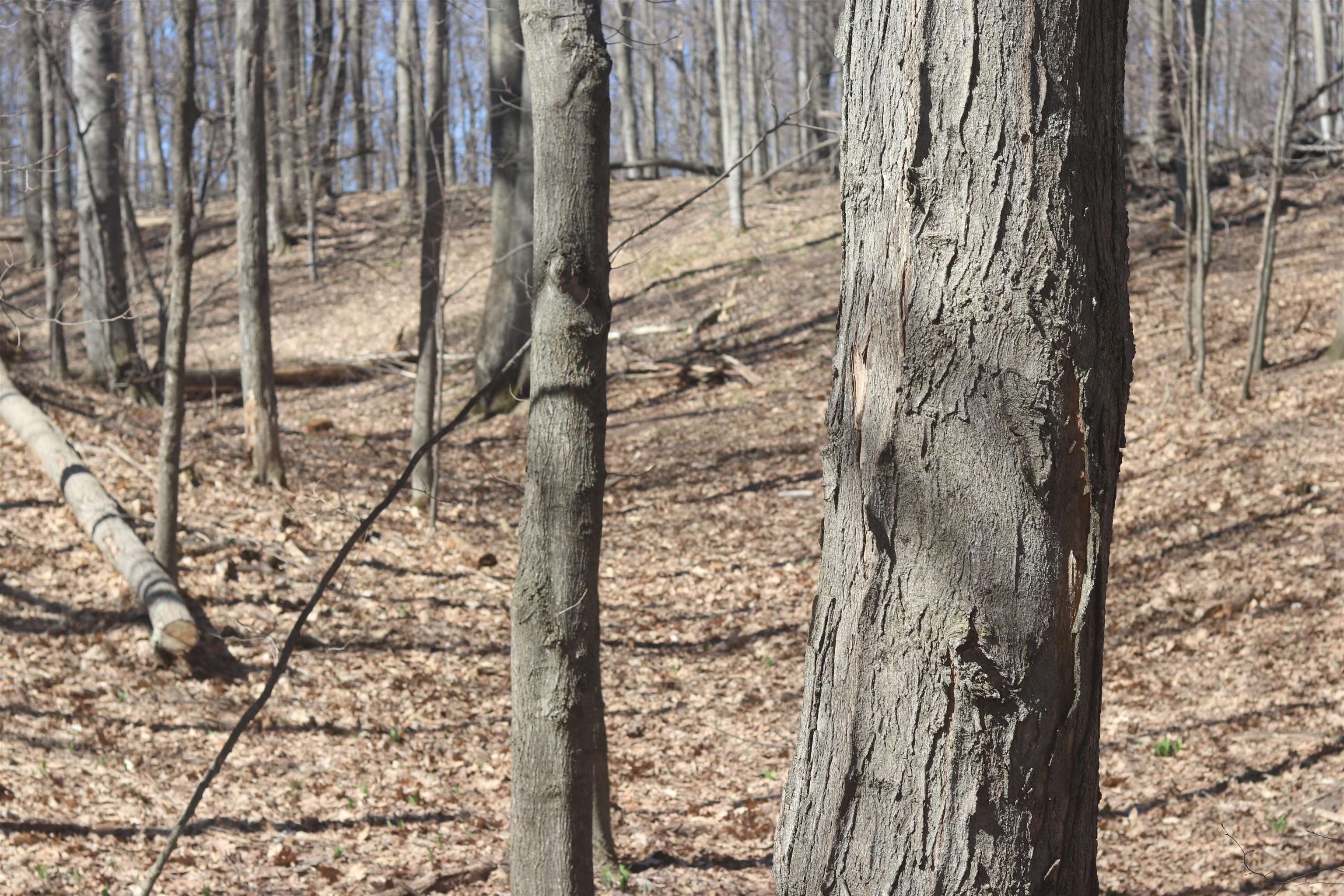 Lot 19 Crystal View Commons Property Photo 6