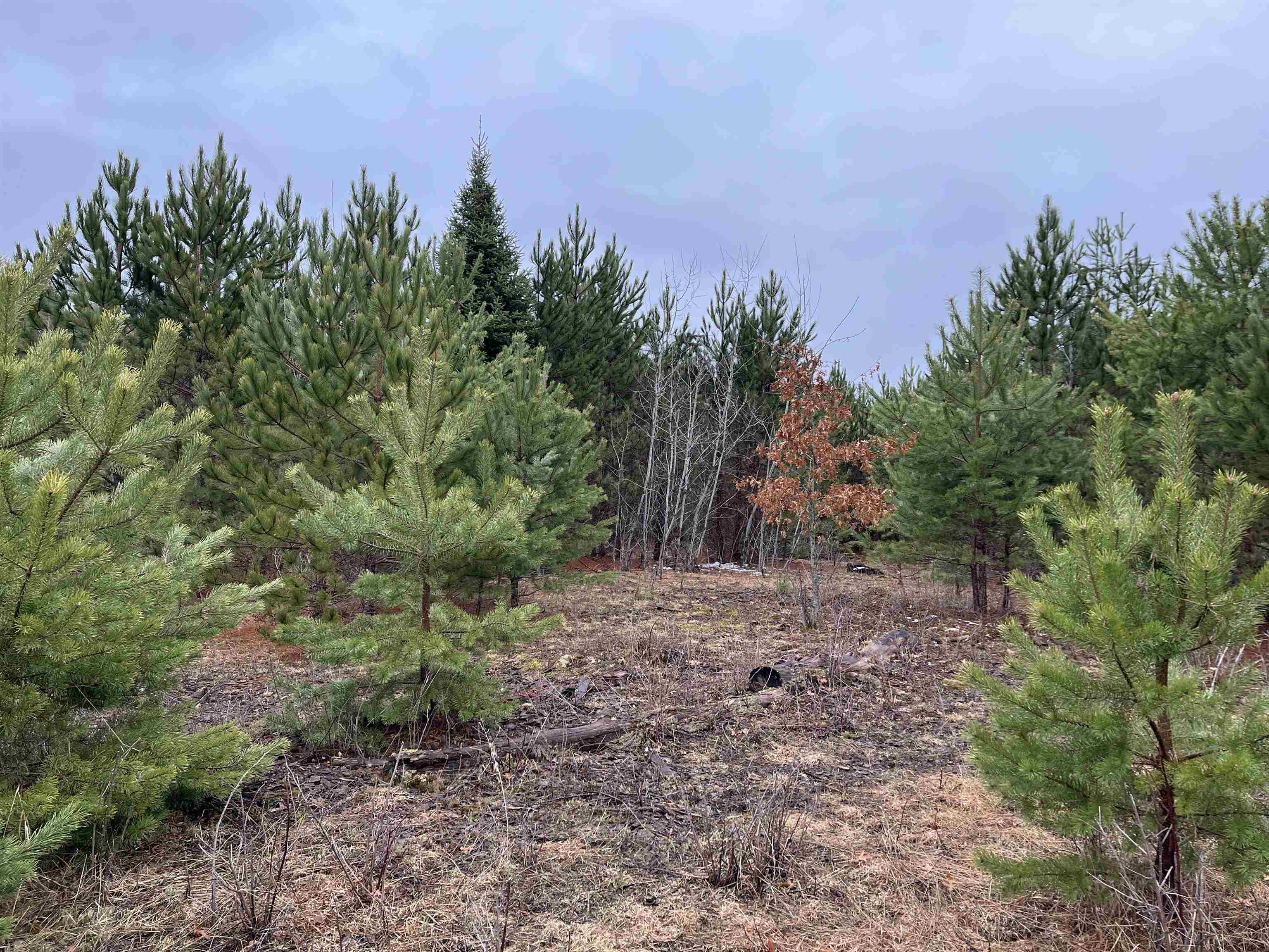 10299 Levi Lane Property Photo 1