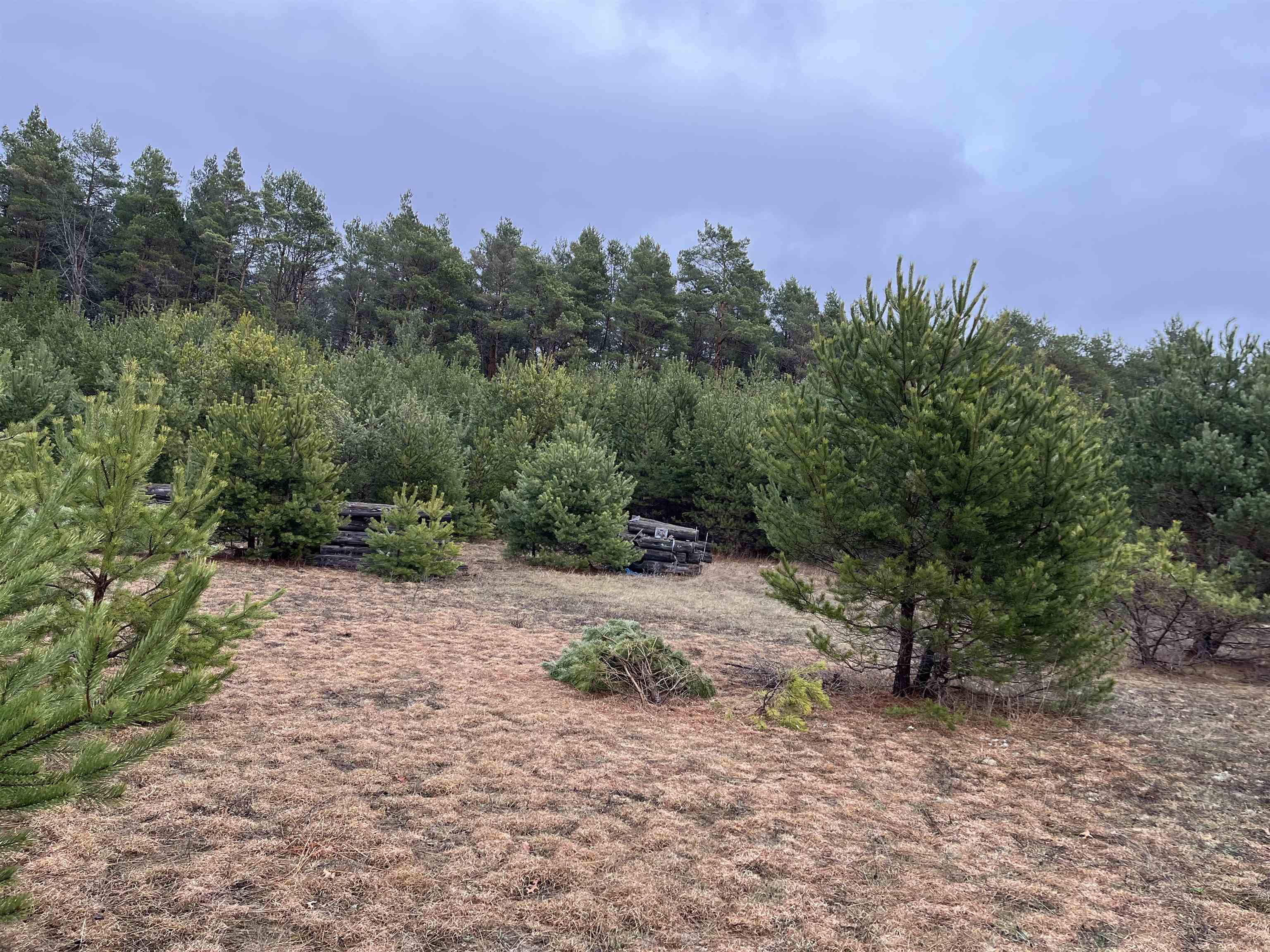 10299 Levi Lane Property Photo 3