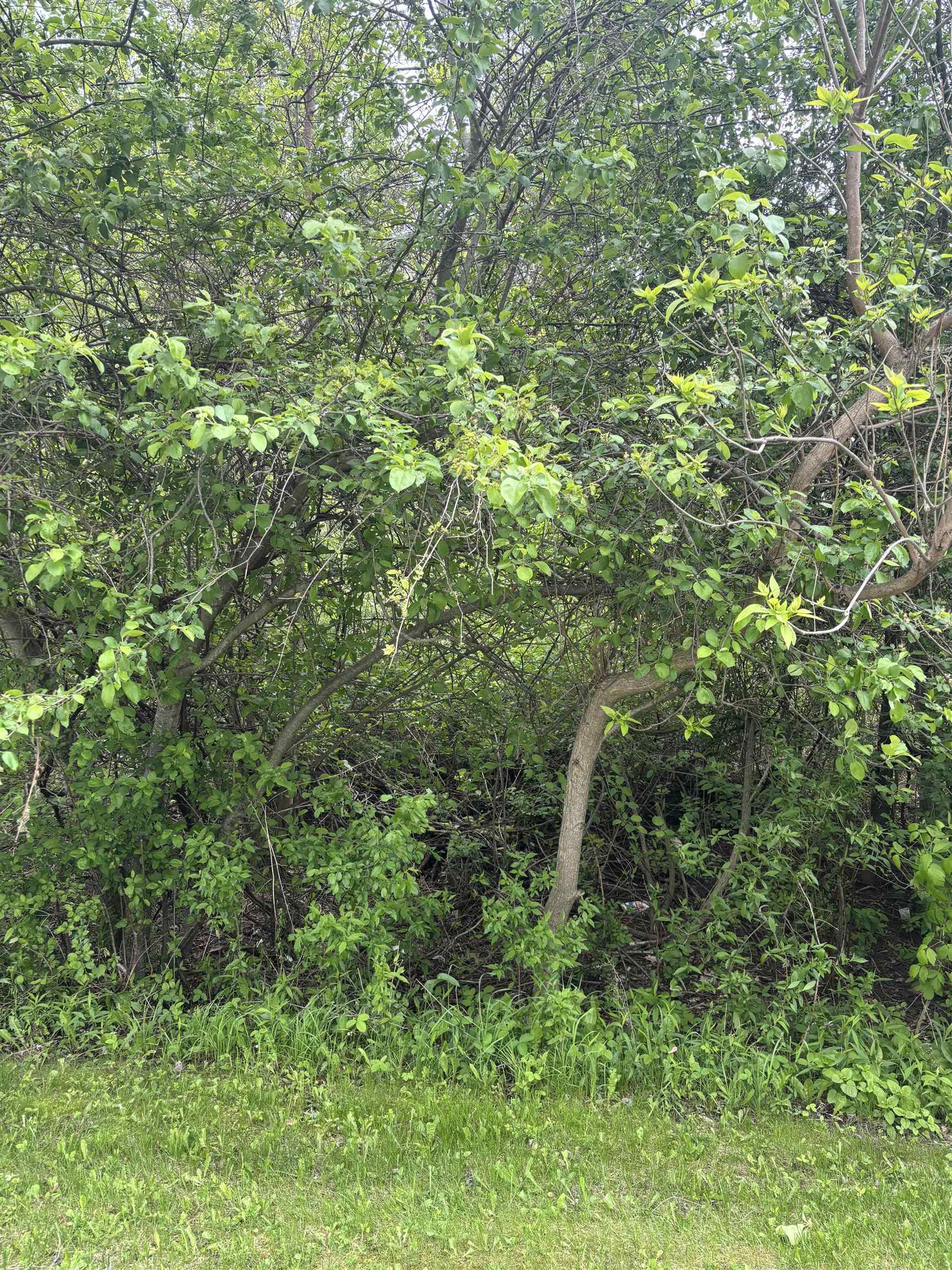 Lot 49 Leona Drive Property Photo 3
