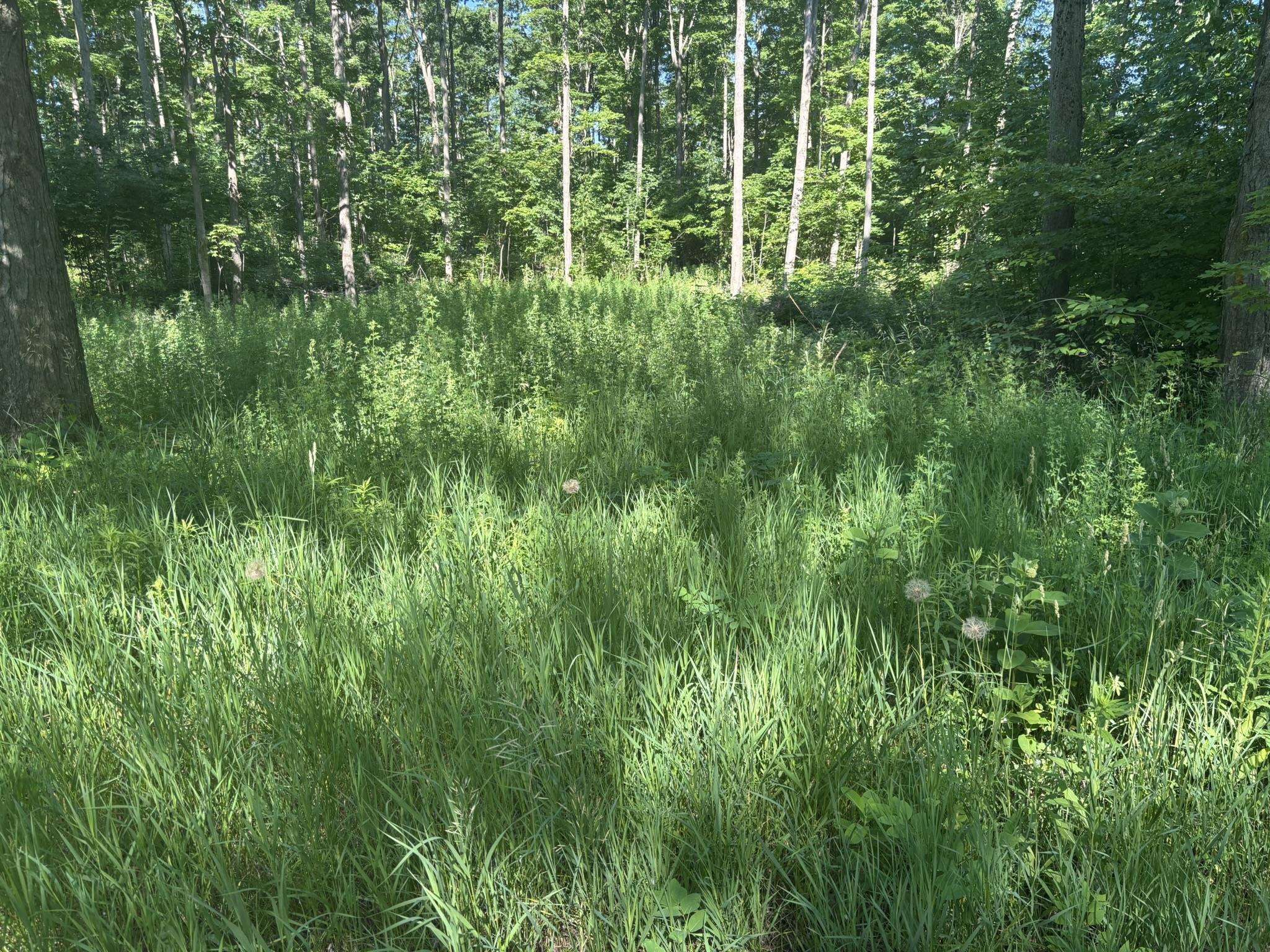 Vl Forward Property Photo 2