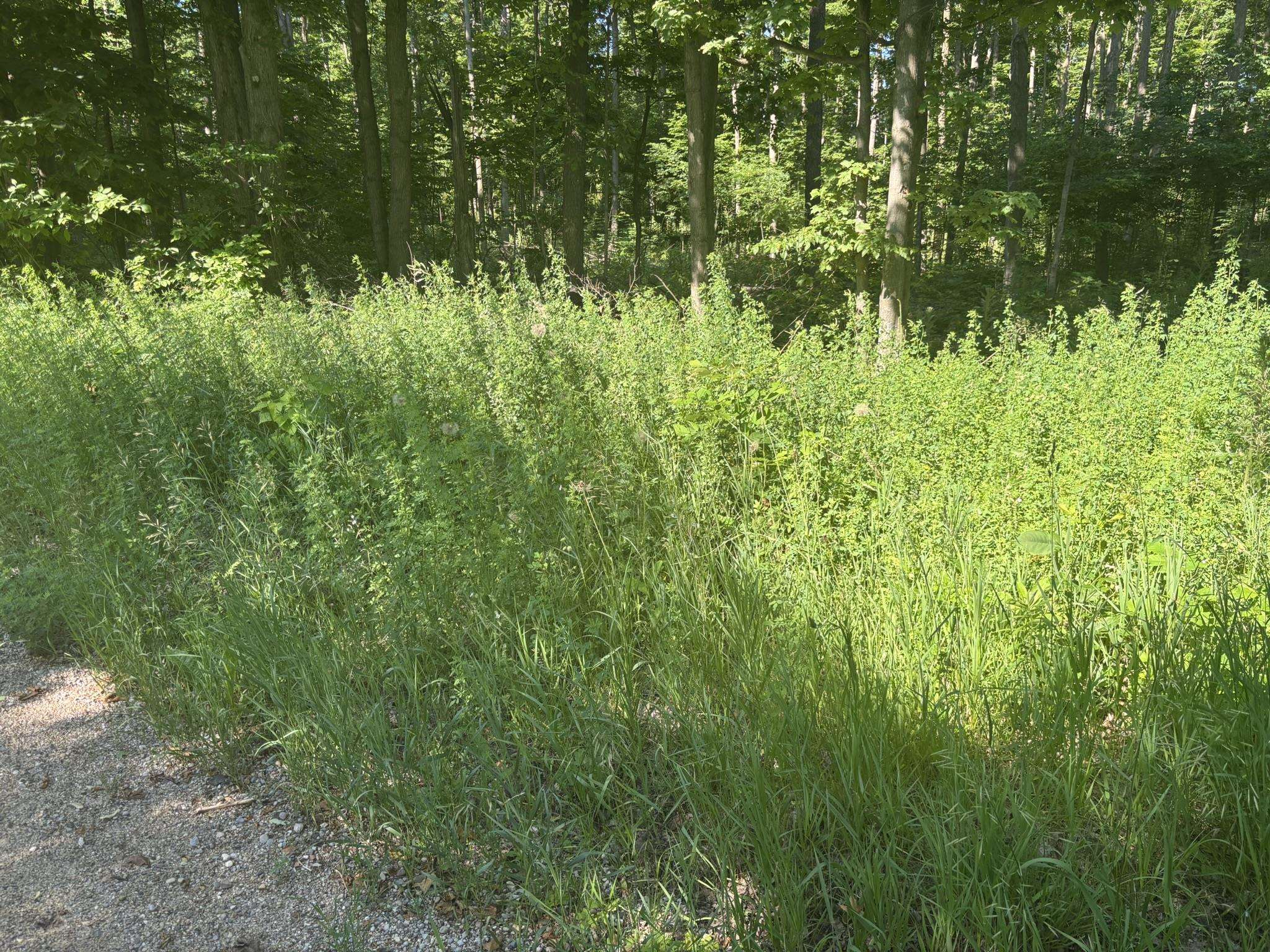 Vl Forward Property Photo 3