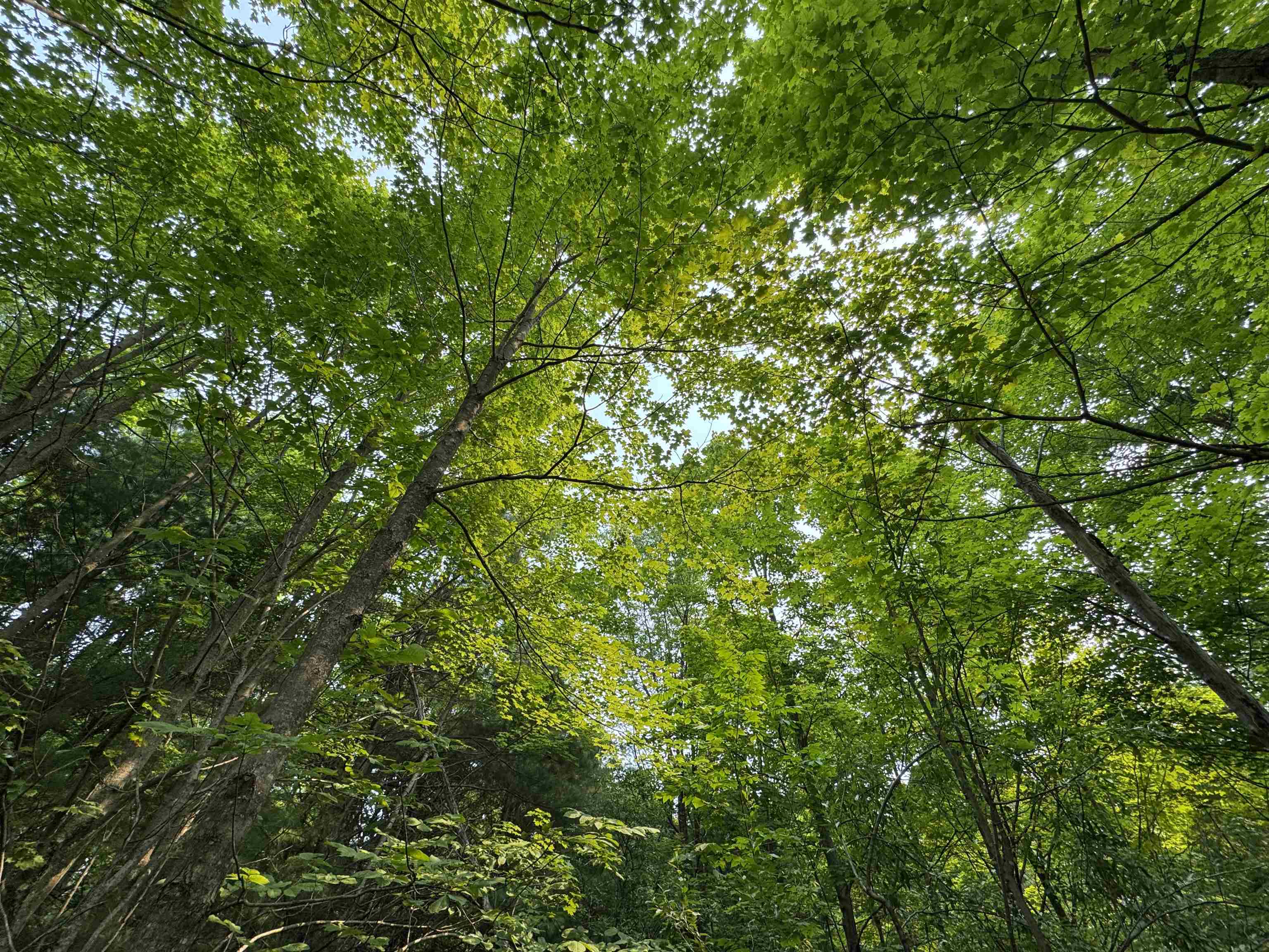 Lot #1 E Bellinger Road Property Photo 10