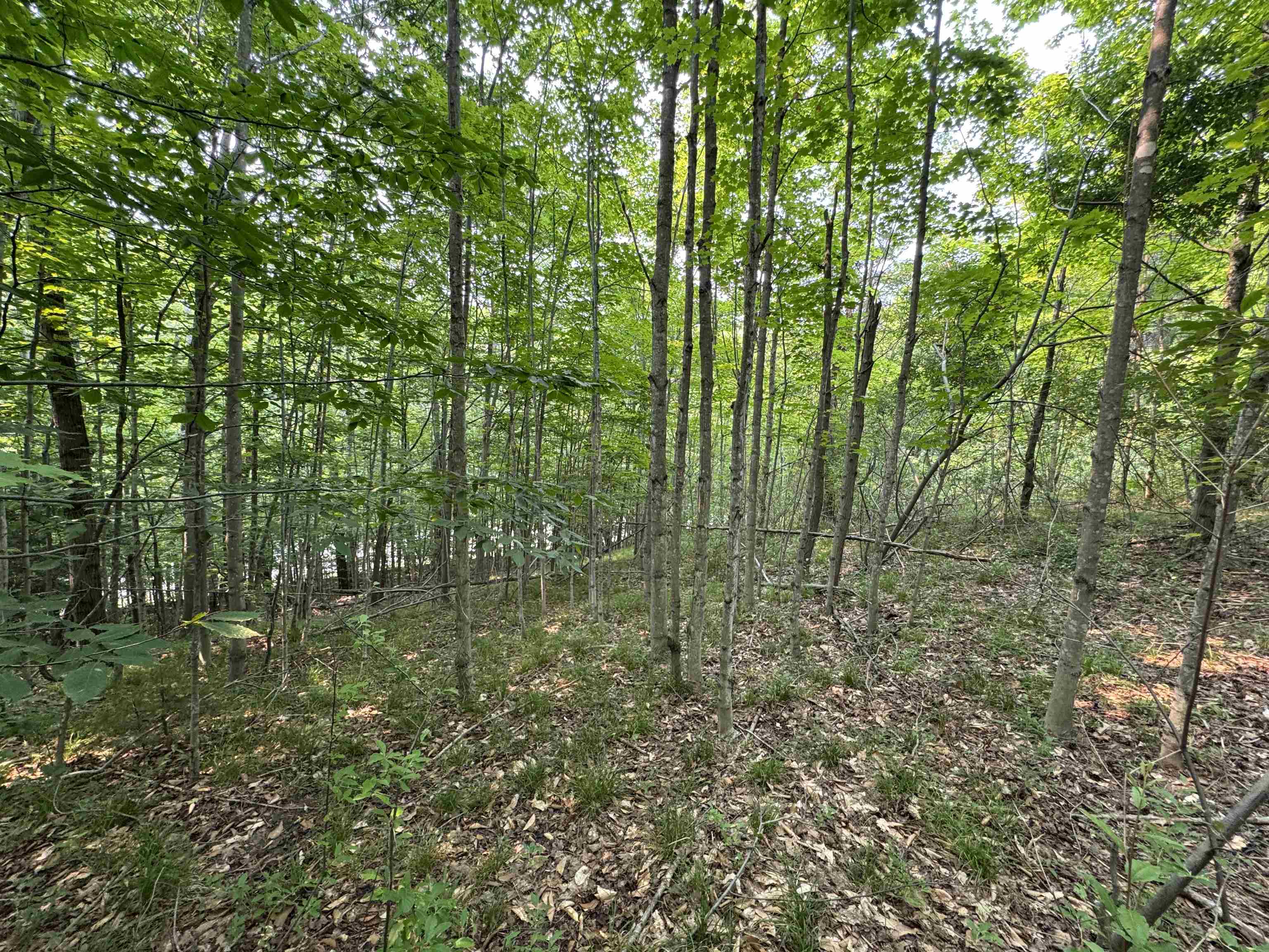 Lot #2 E Bellinger Road Property Photo 8