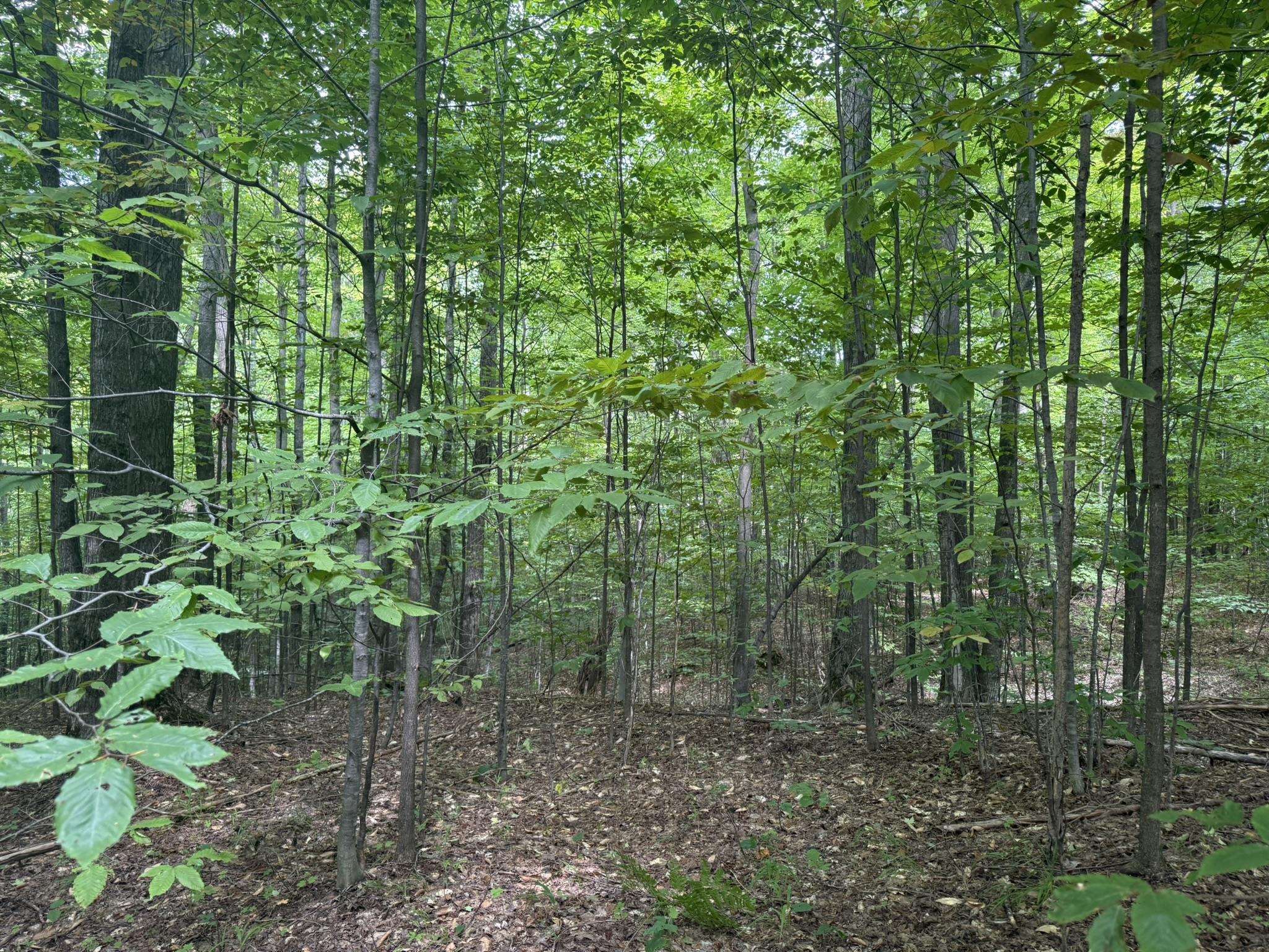 Lot 253 Niblick Court Property Photo 6