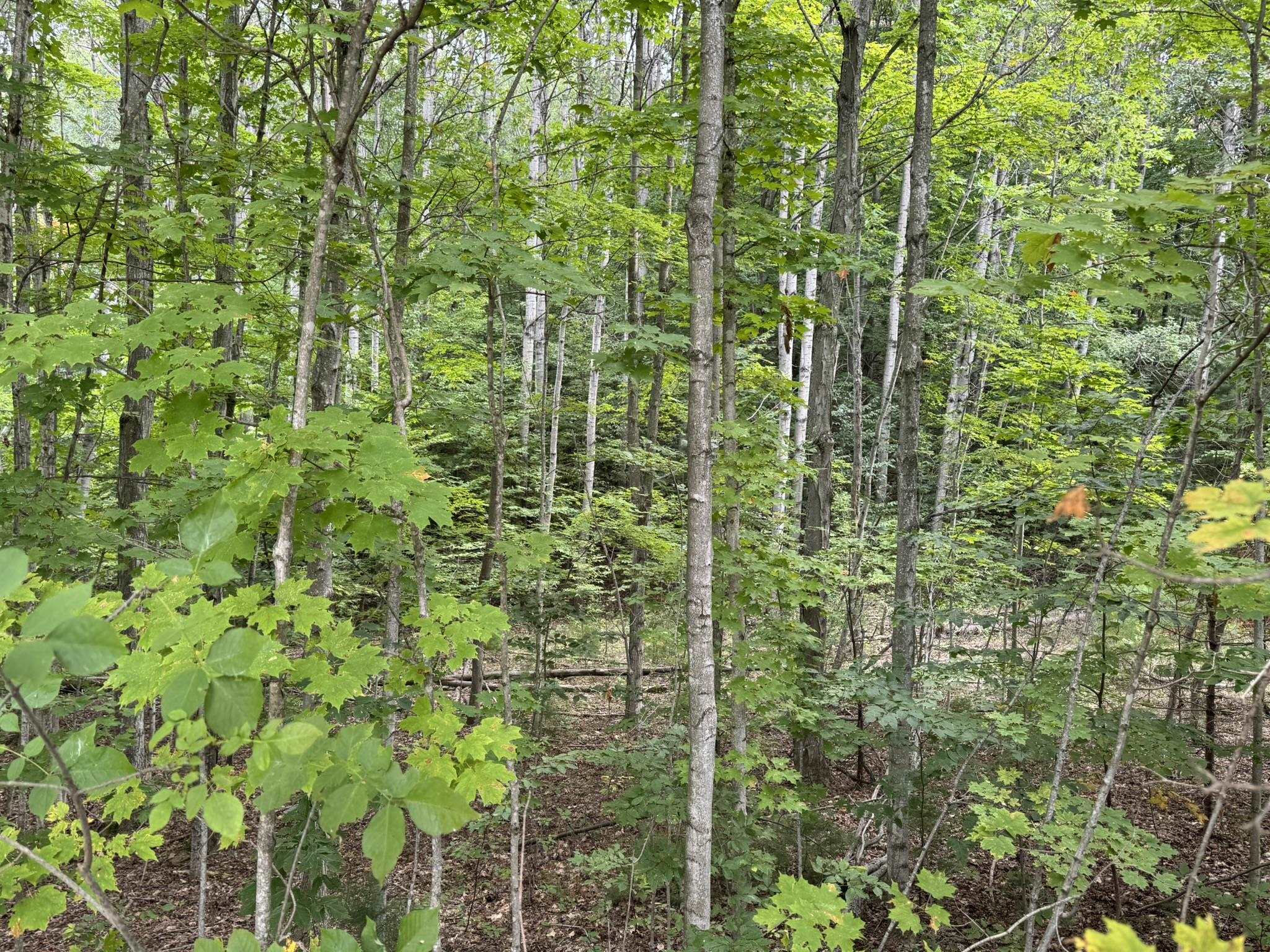 Lot 4 E Old Mountain Road Property Photo 2