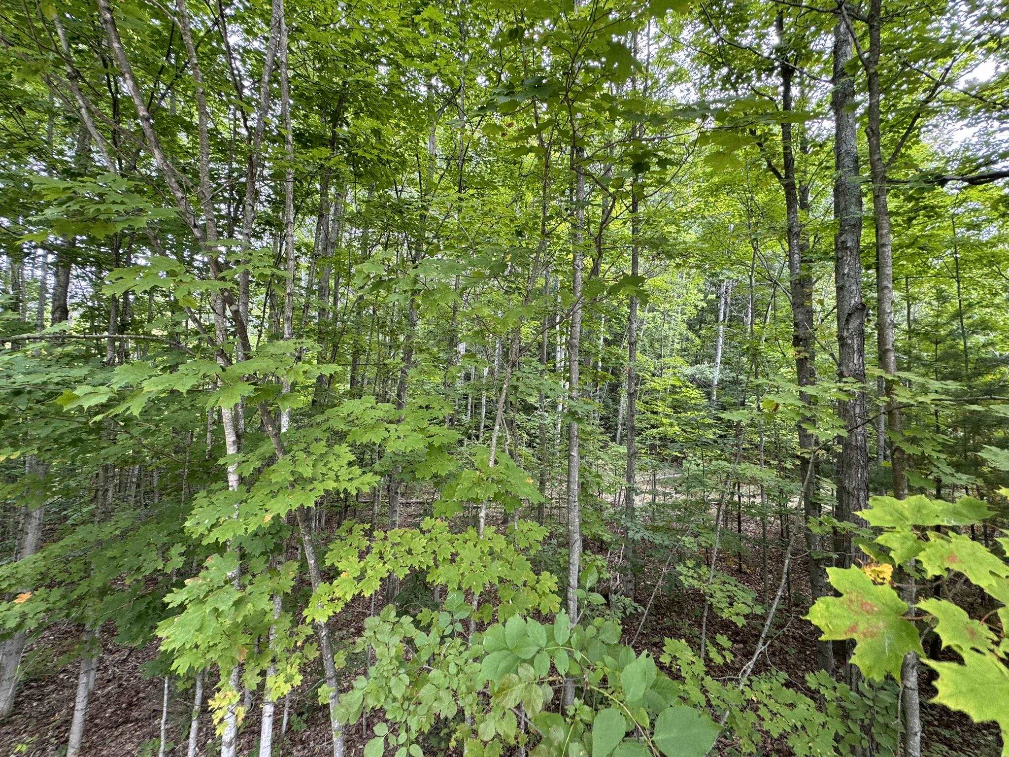 Lot 4 E Old Mountain Road Property Photo 11