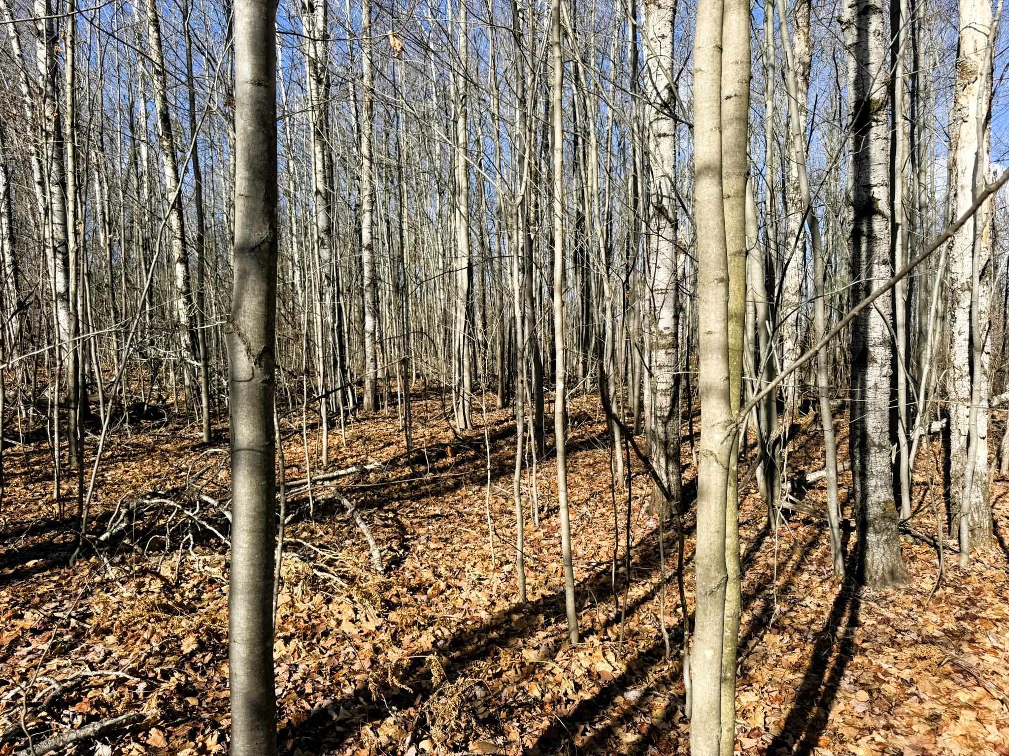 Lot 134 Wilderness Circle Property Photo 3