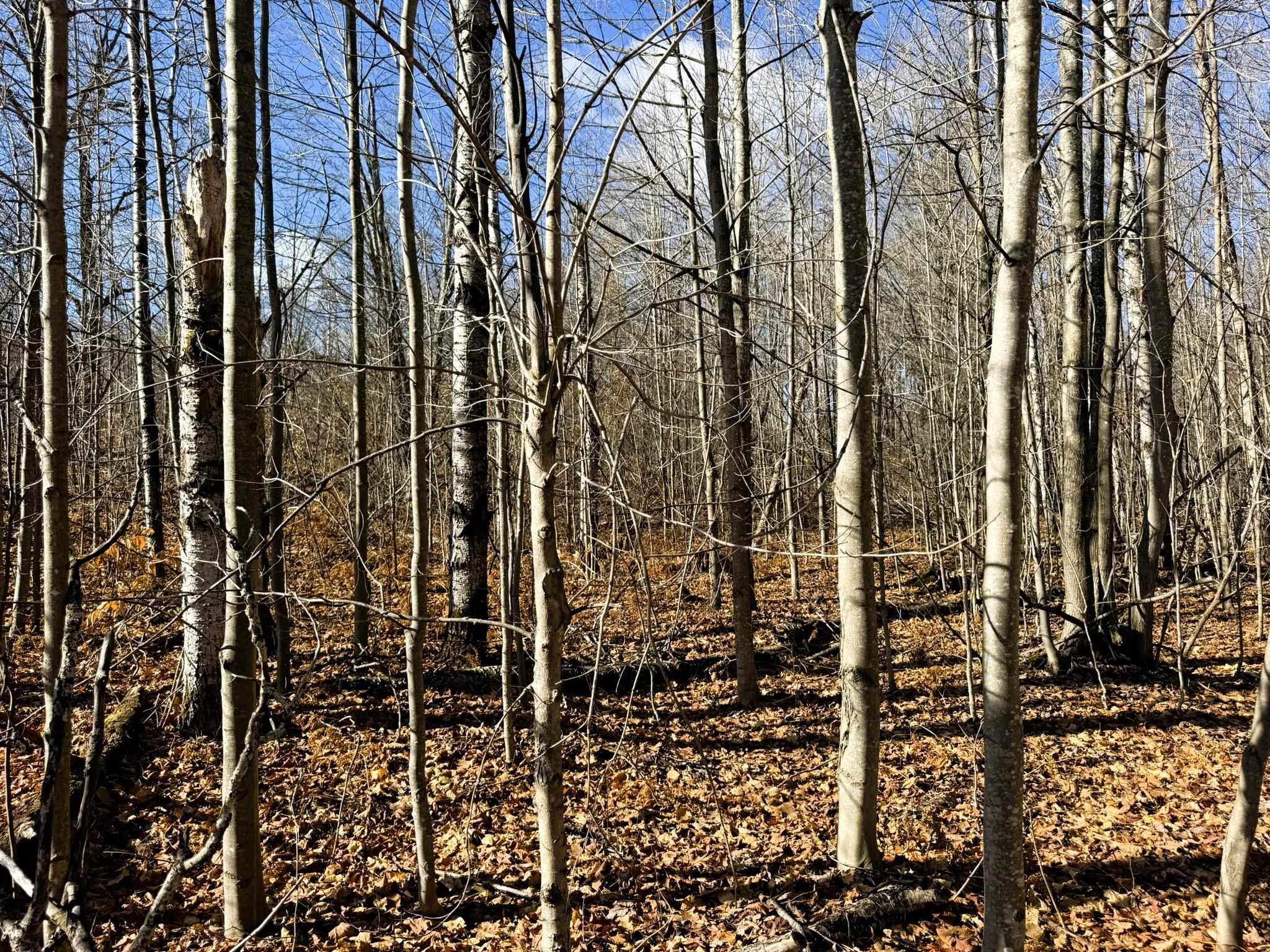 Lot 134 Wilderness Circle Property Photo 6
