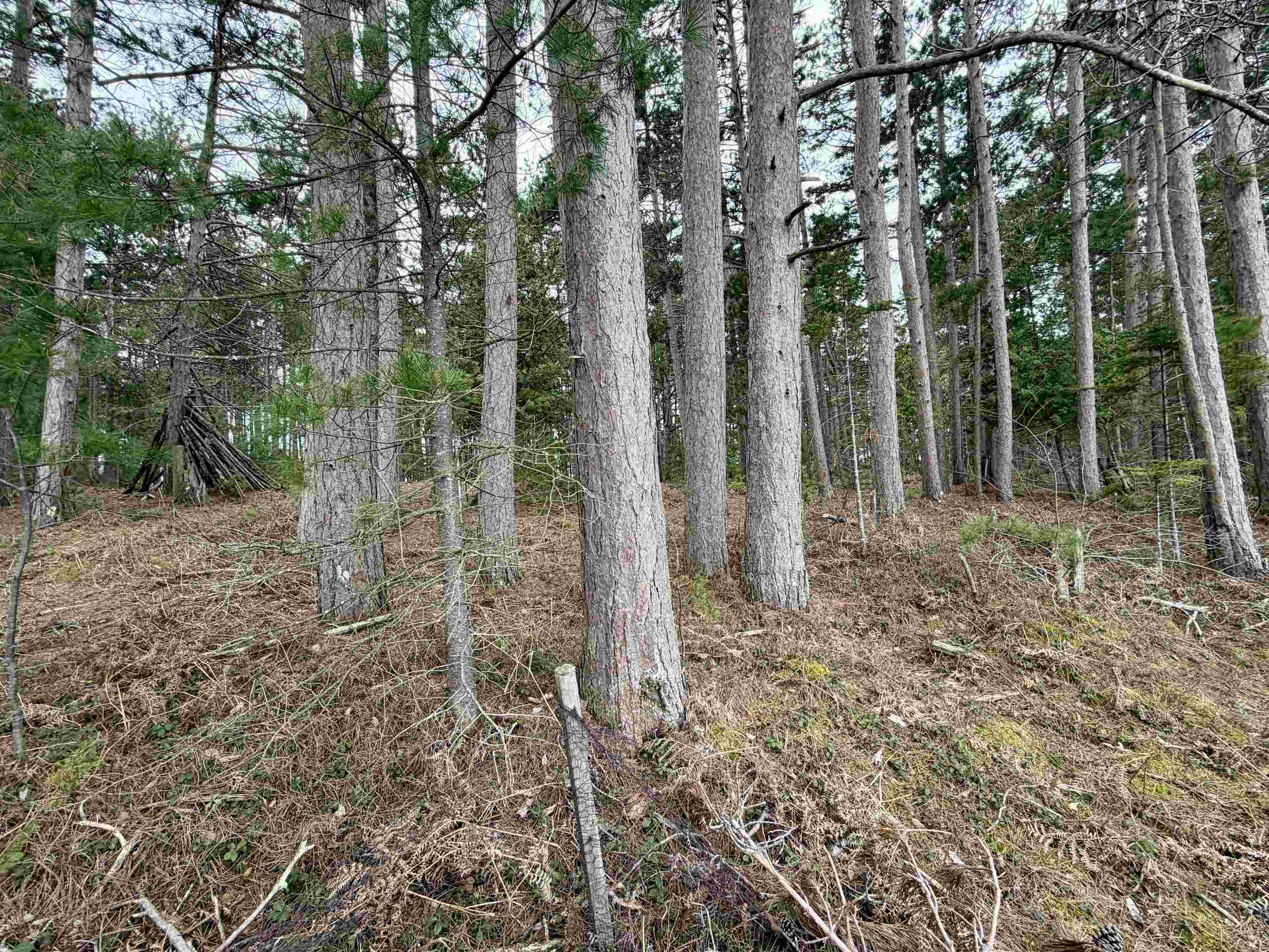 Tbd Whitetail Trail Property Photo 24