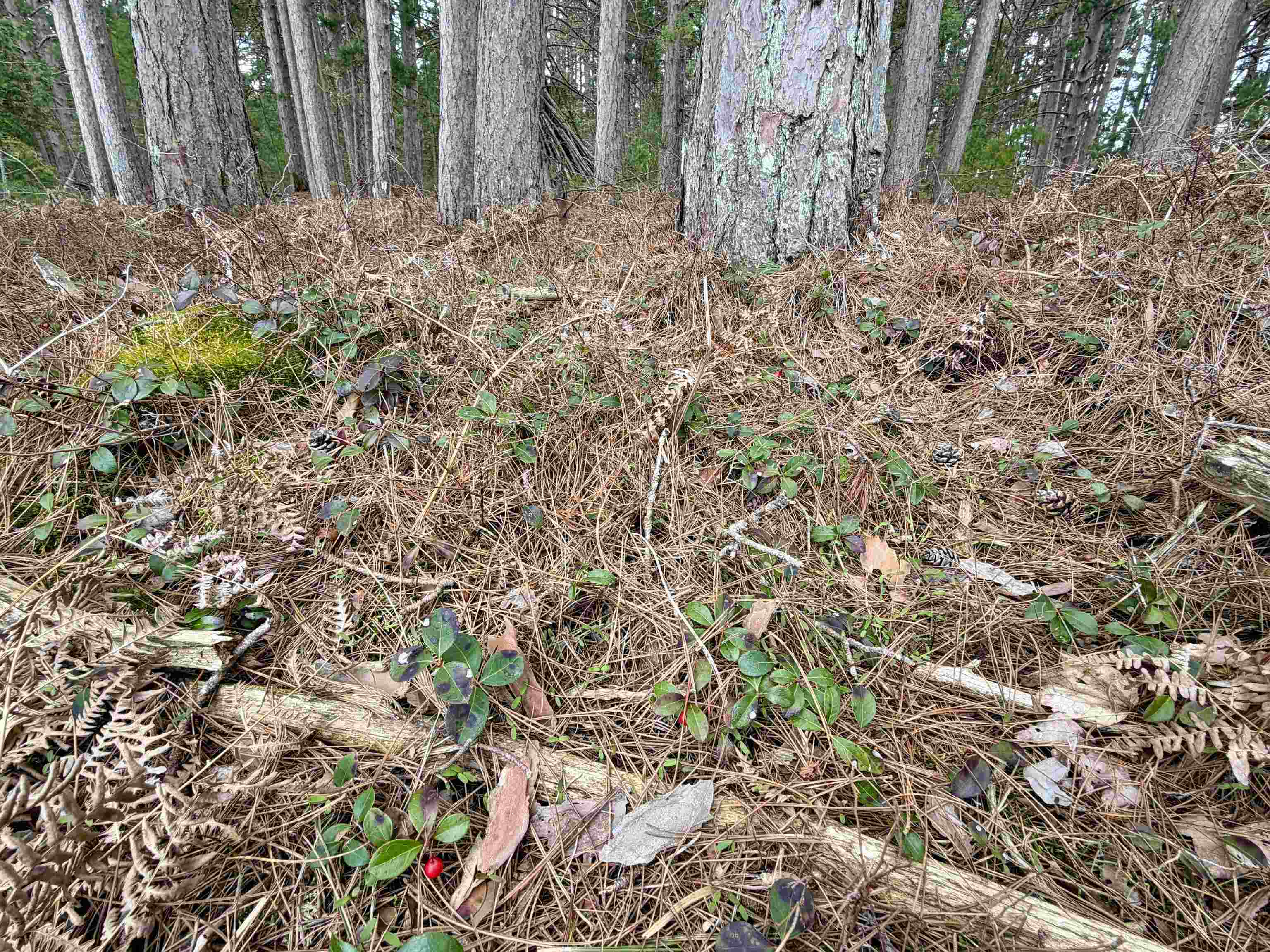 Tbd Whitetail Trail Property Photo 25