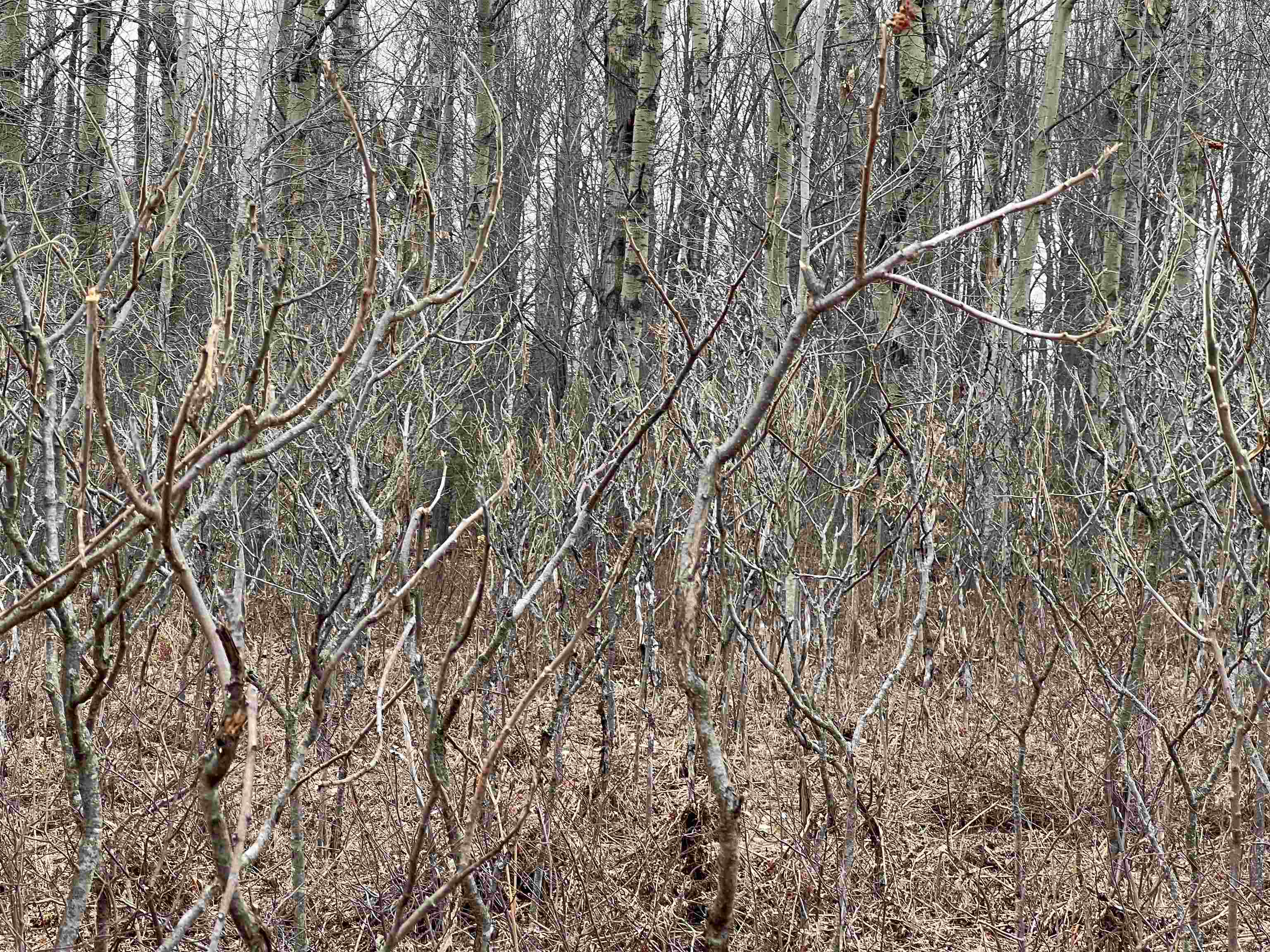 Lot 19 Crestview Drive Property Photo 8