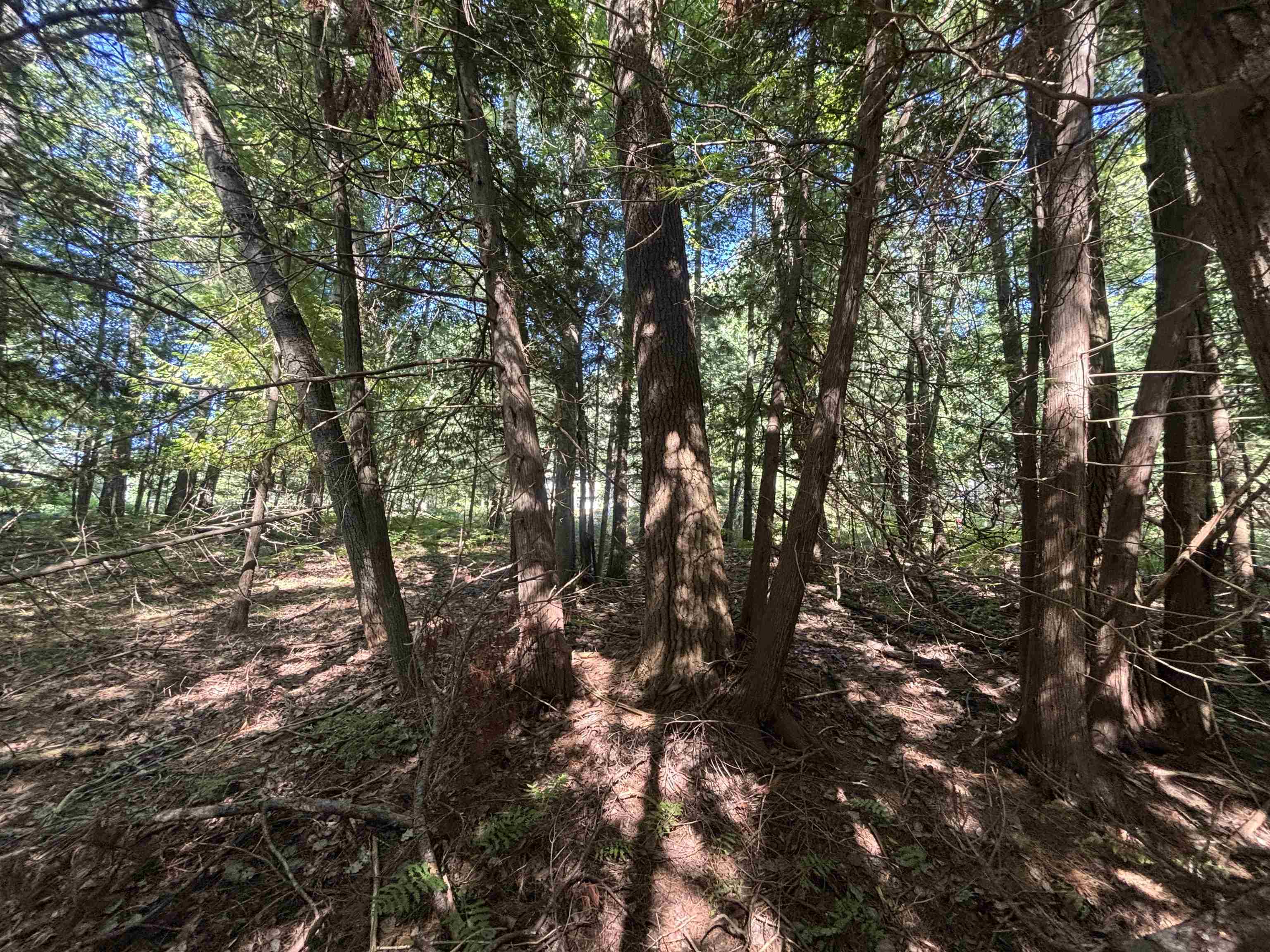 4715 Springbrook Drive Property Photo 14