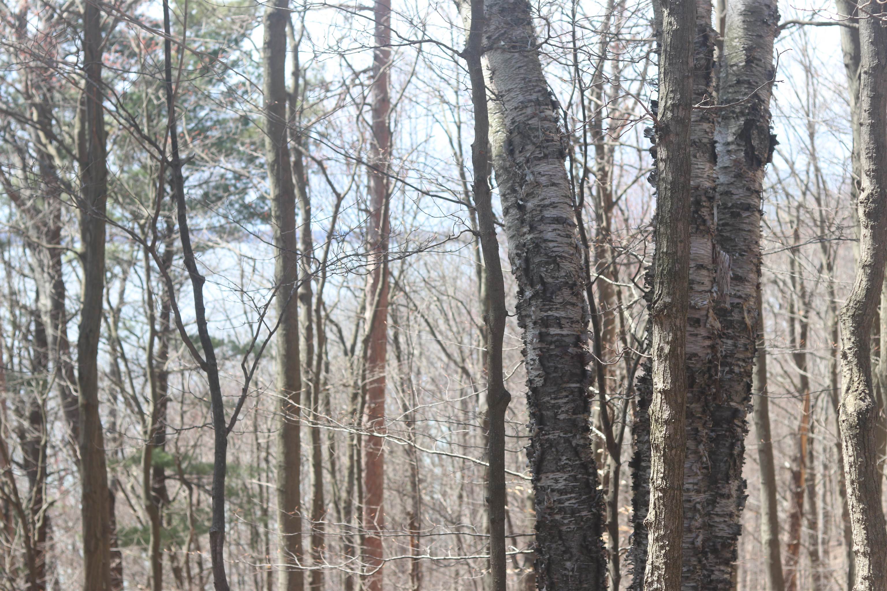 Lot 5 Crystal View Commons Property Photo 5