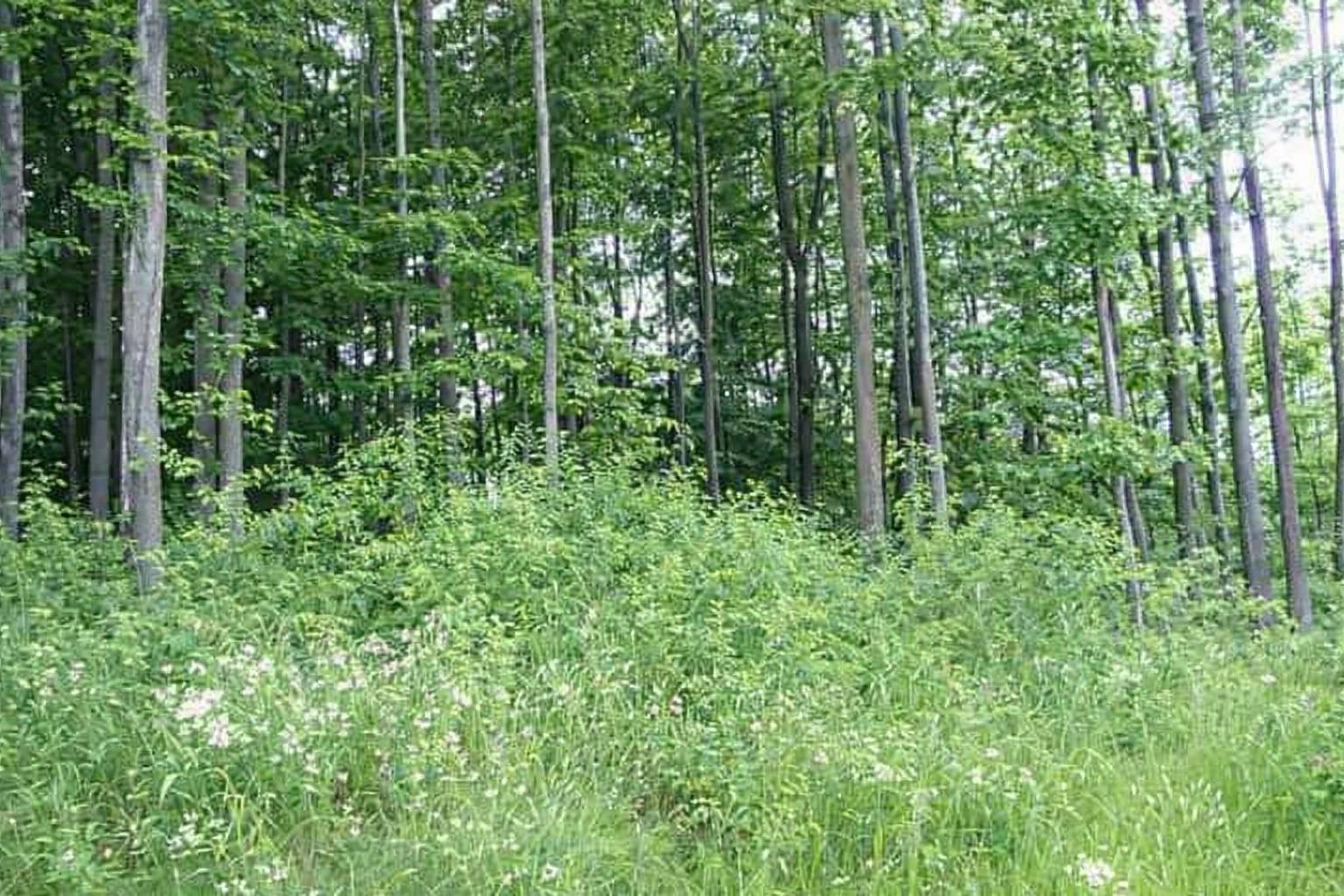 8877 Cedar Creek Drive Property Photo 1