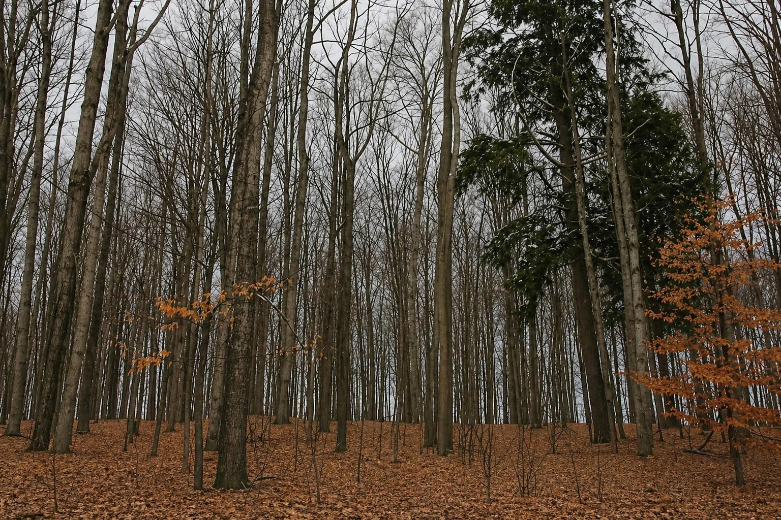 ***** Buckaroo Trail Property Photo 3