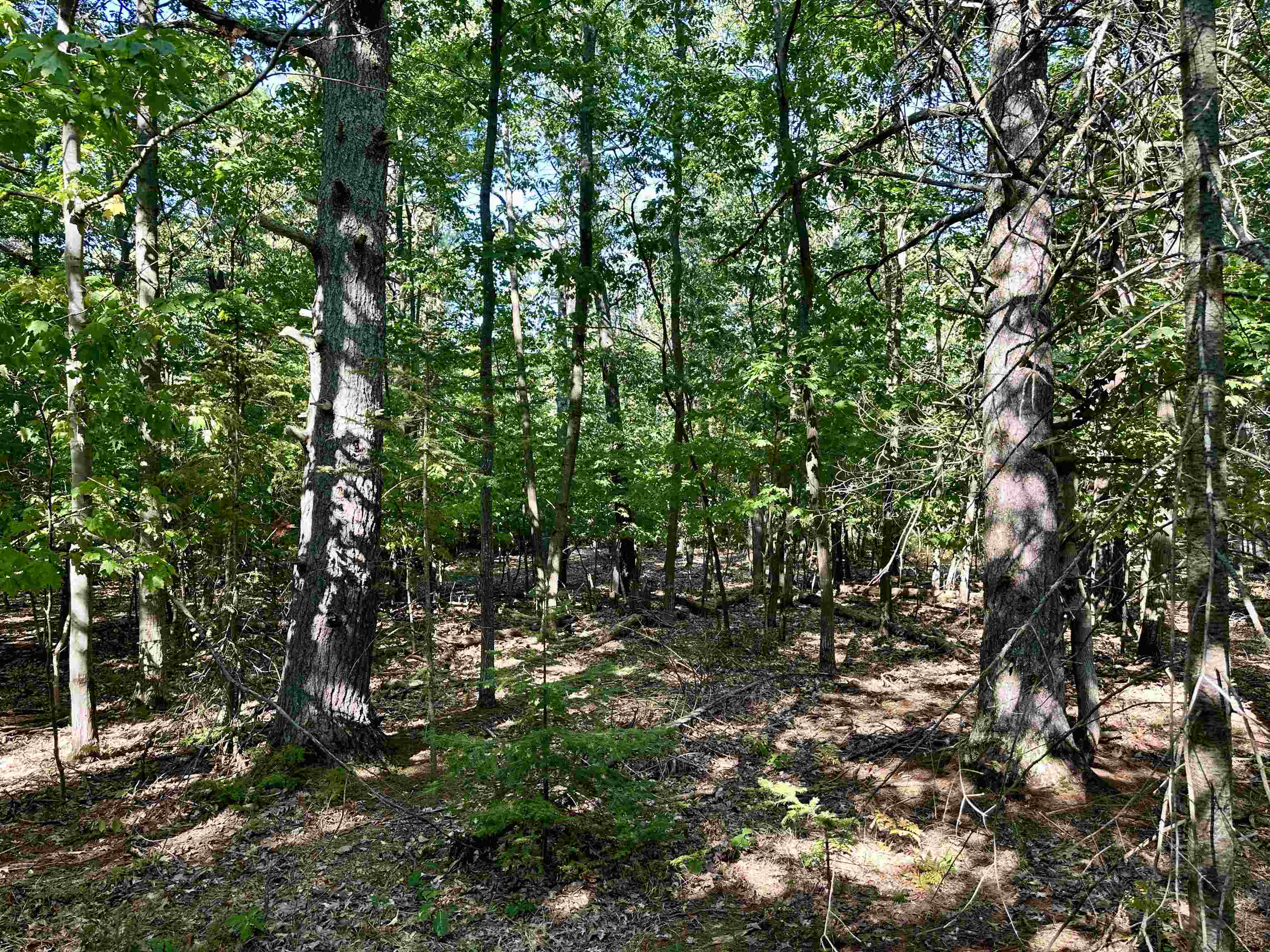 Tbd Kings Highway Property Photo 3
