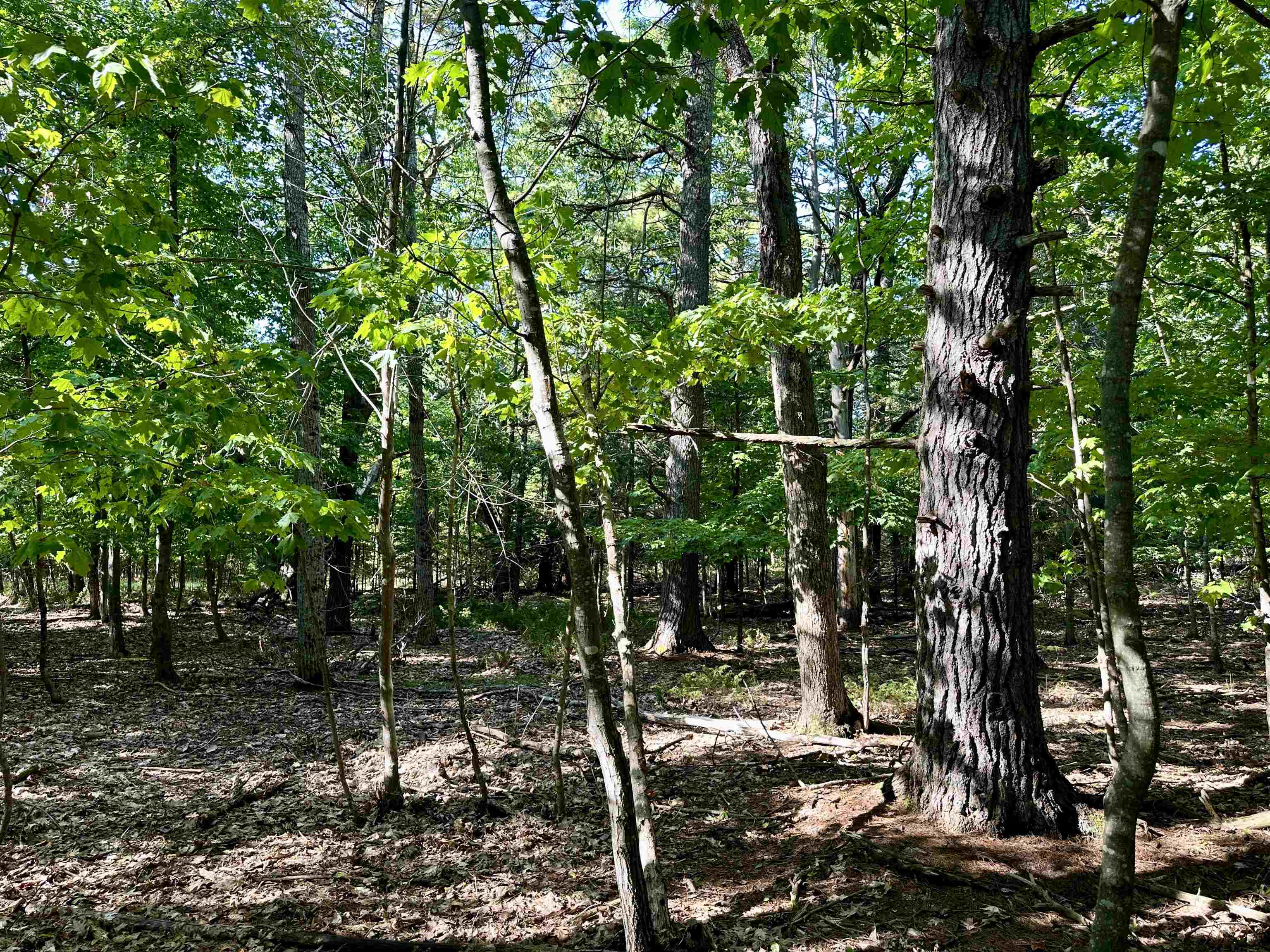 Tbd Kings Highway Property Photo 4