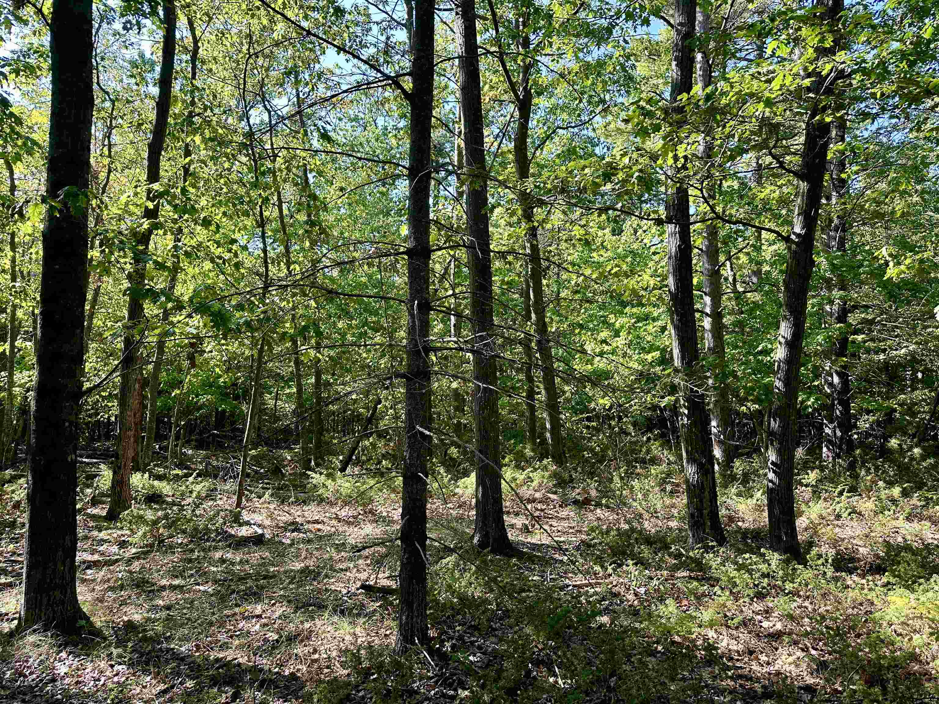 Tbd Kings Highway Property Photo 5