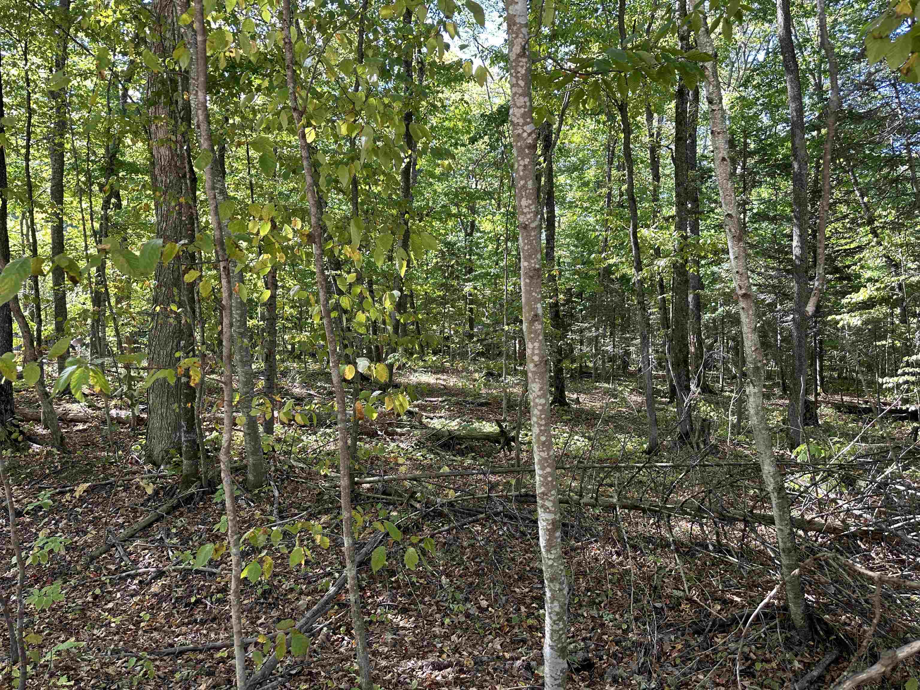 Tbd Kings Highway Property Photo 6