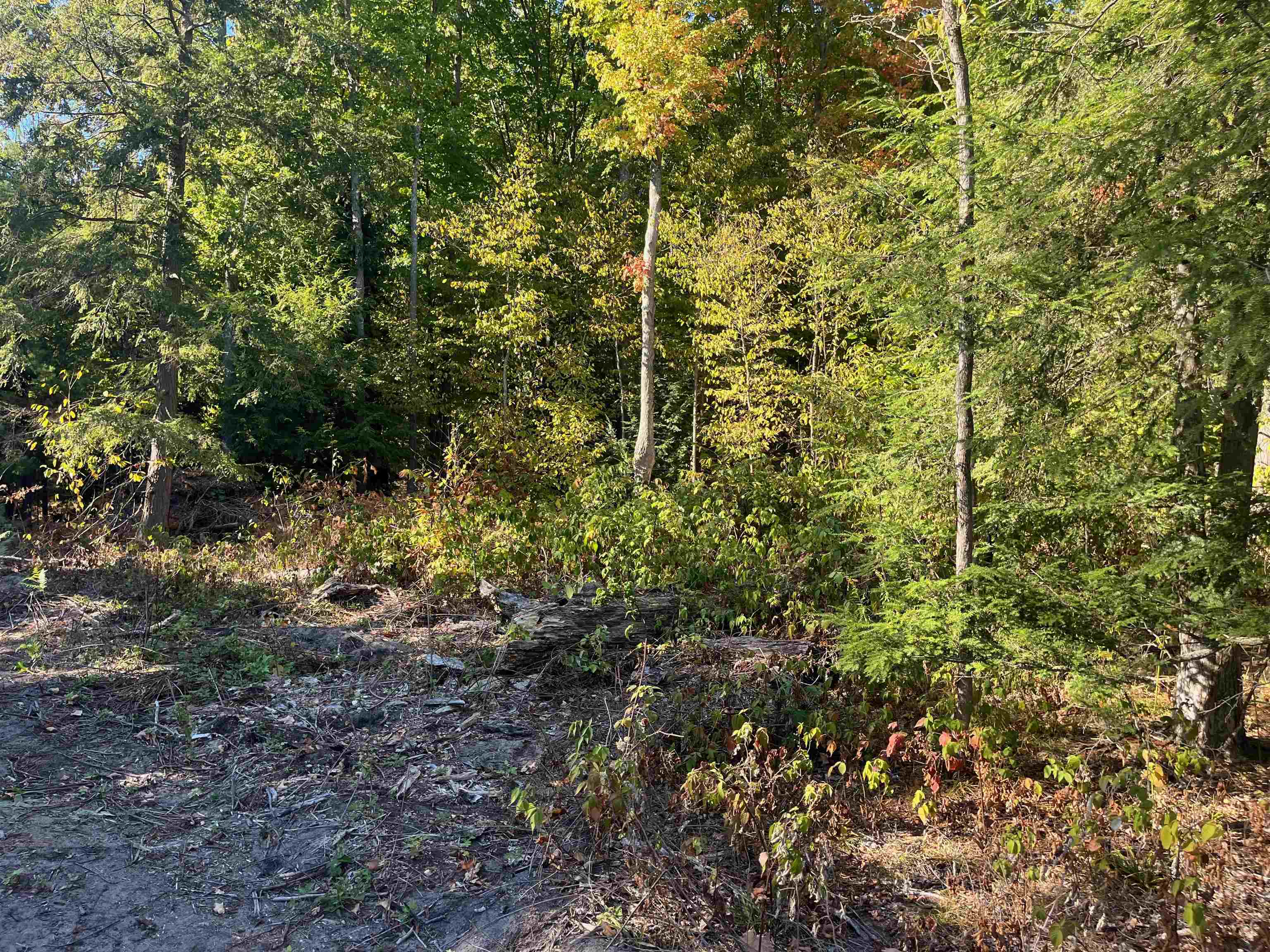 4735 Leaning Birch Drive Property Photo 4
