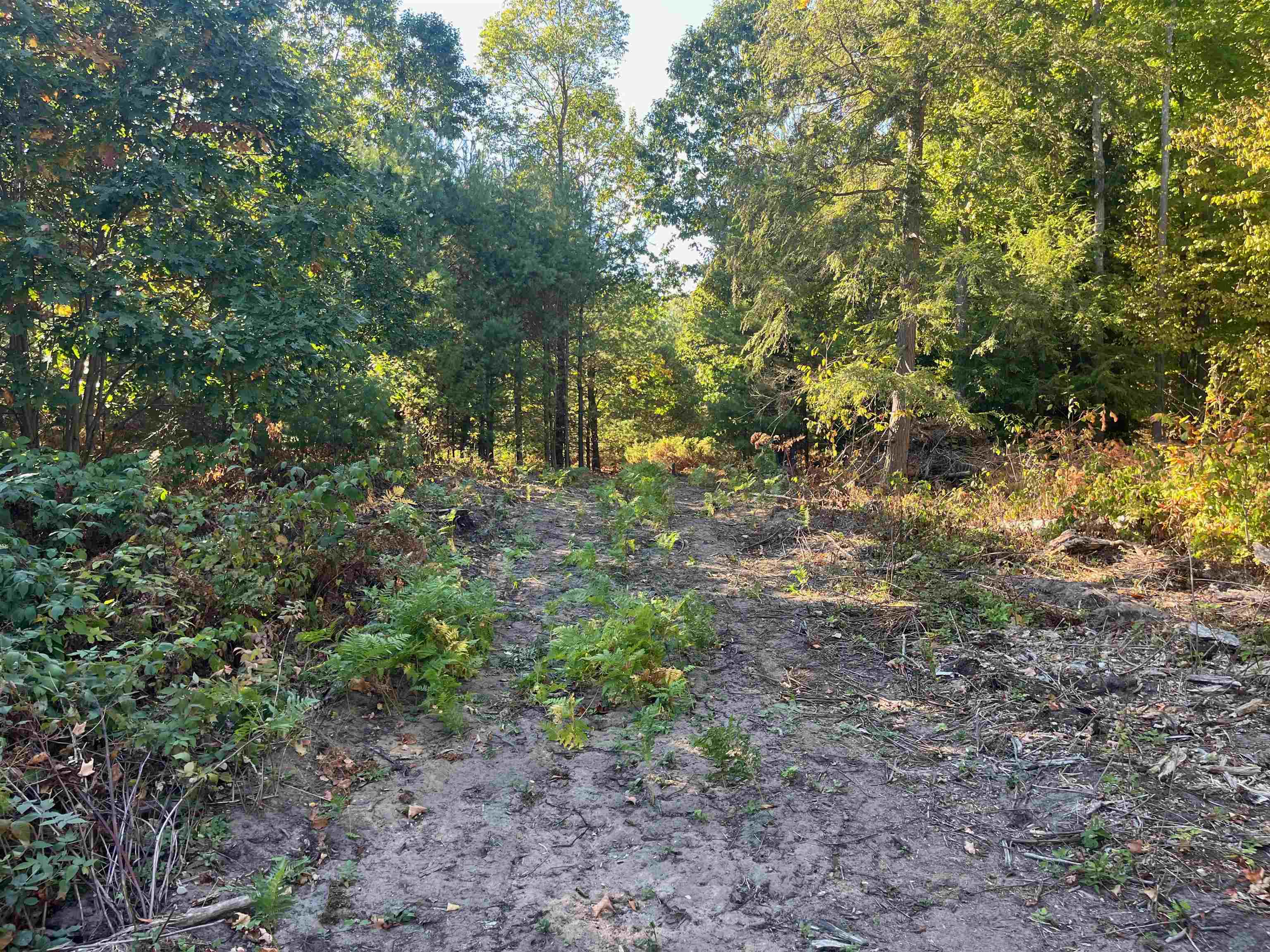 4735 Leaning Birch Drive Property Photo 5