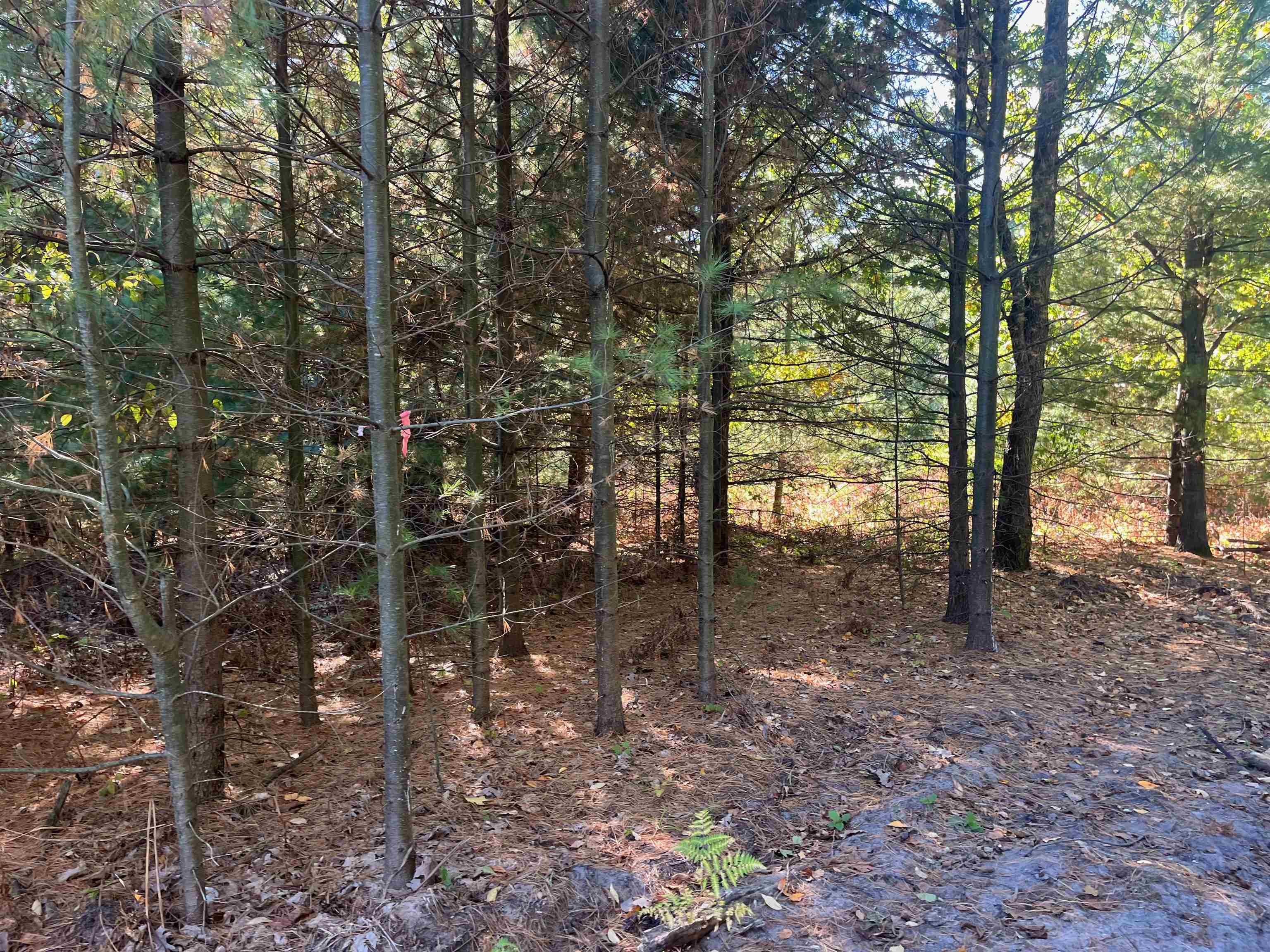4735 Leaning Birch Drive Property Photo 6