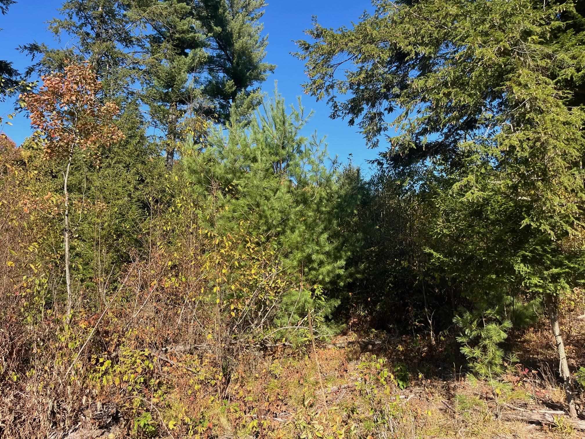 8886 Hemlock Hill Drive Property Photo 4