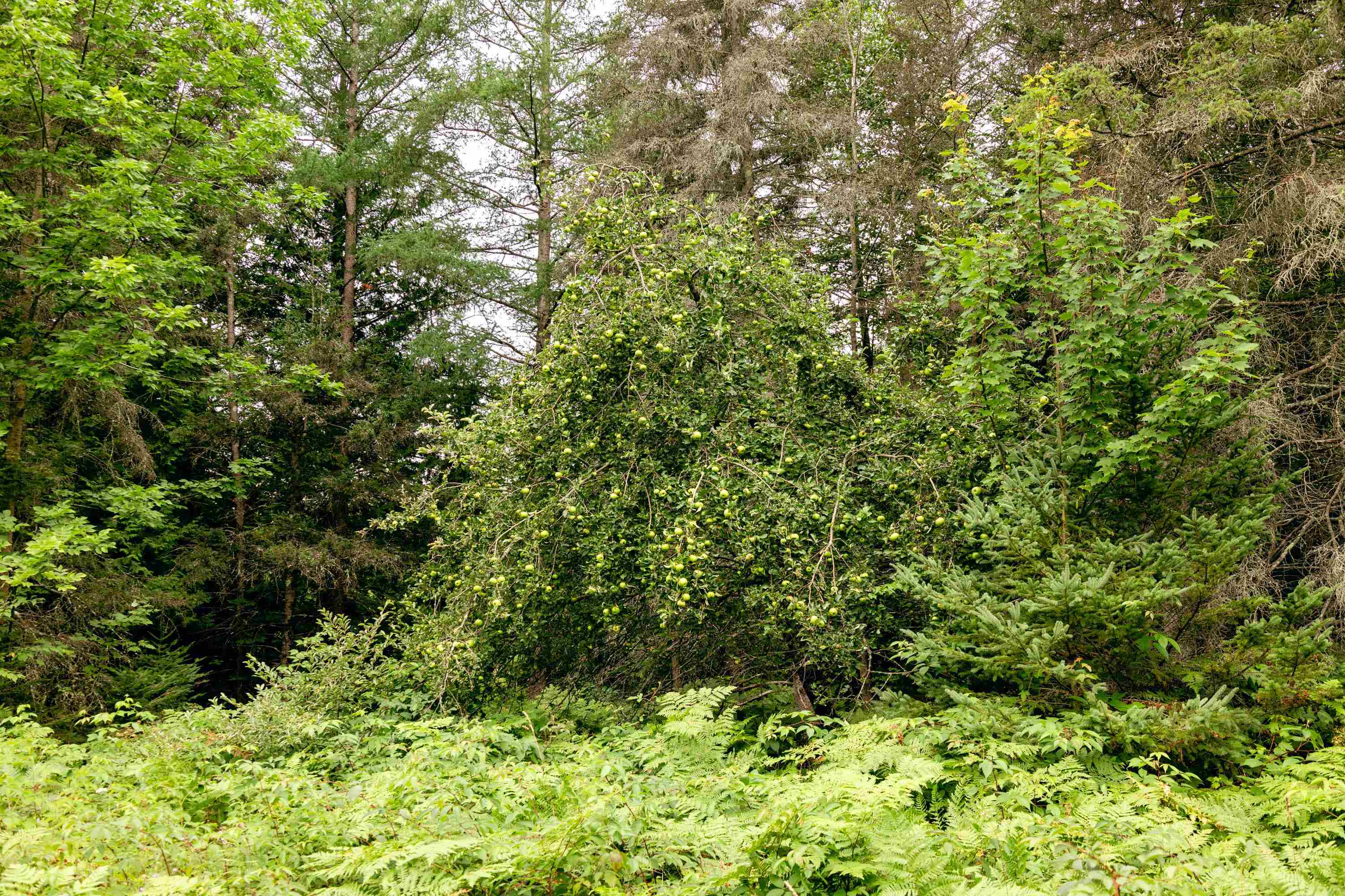 00 E Birch Point Road Property Photo 17