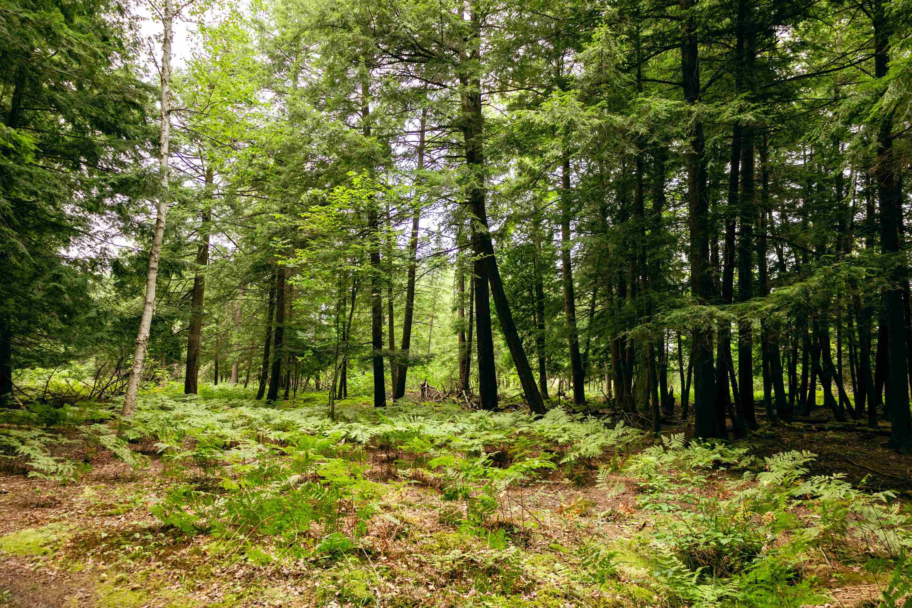 00 E Birch Point Road Property Photo 34