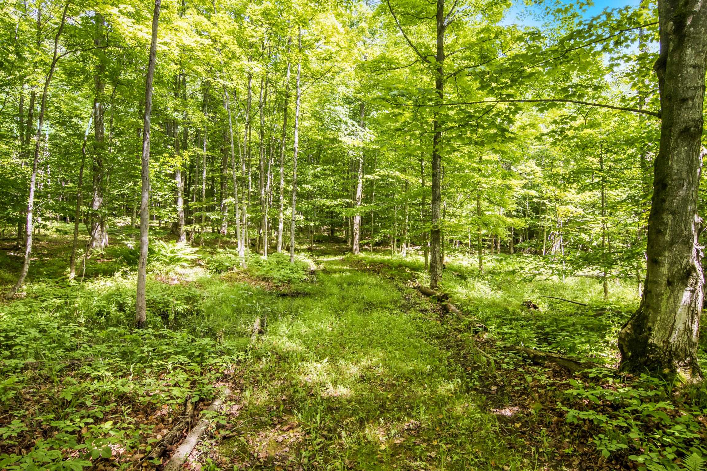 337 S East Torch Lake Drive Property Photo 56