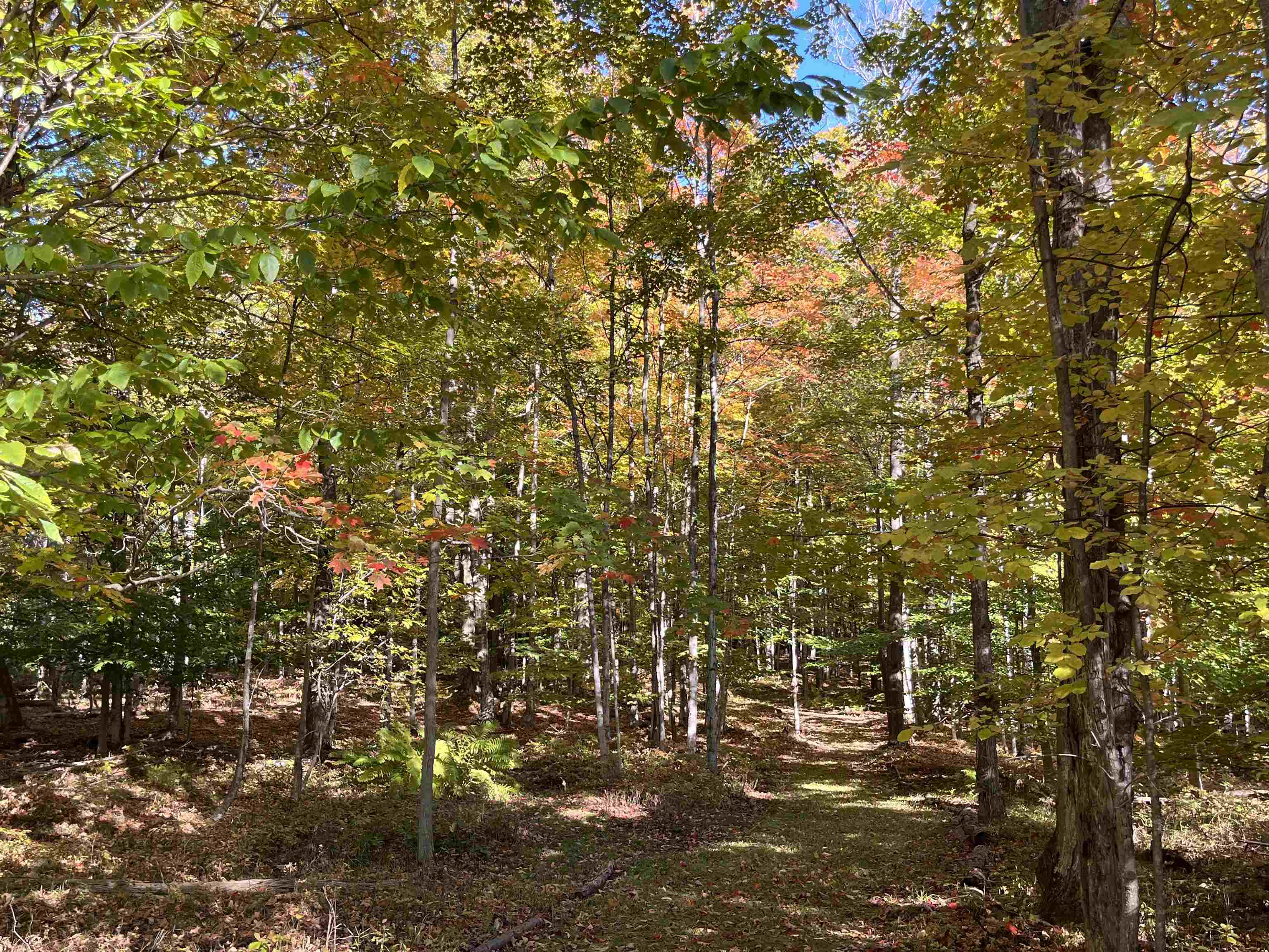 337 S East Torch Lake Drive Property Photo 58