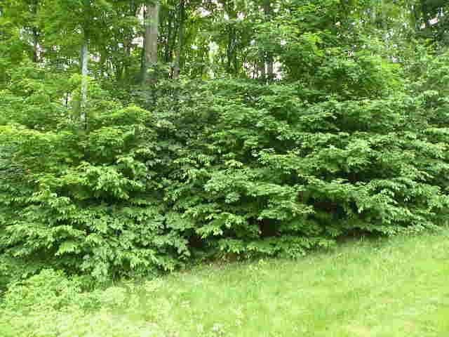 71 Broadwinged Way Property Photo 11