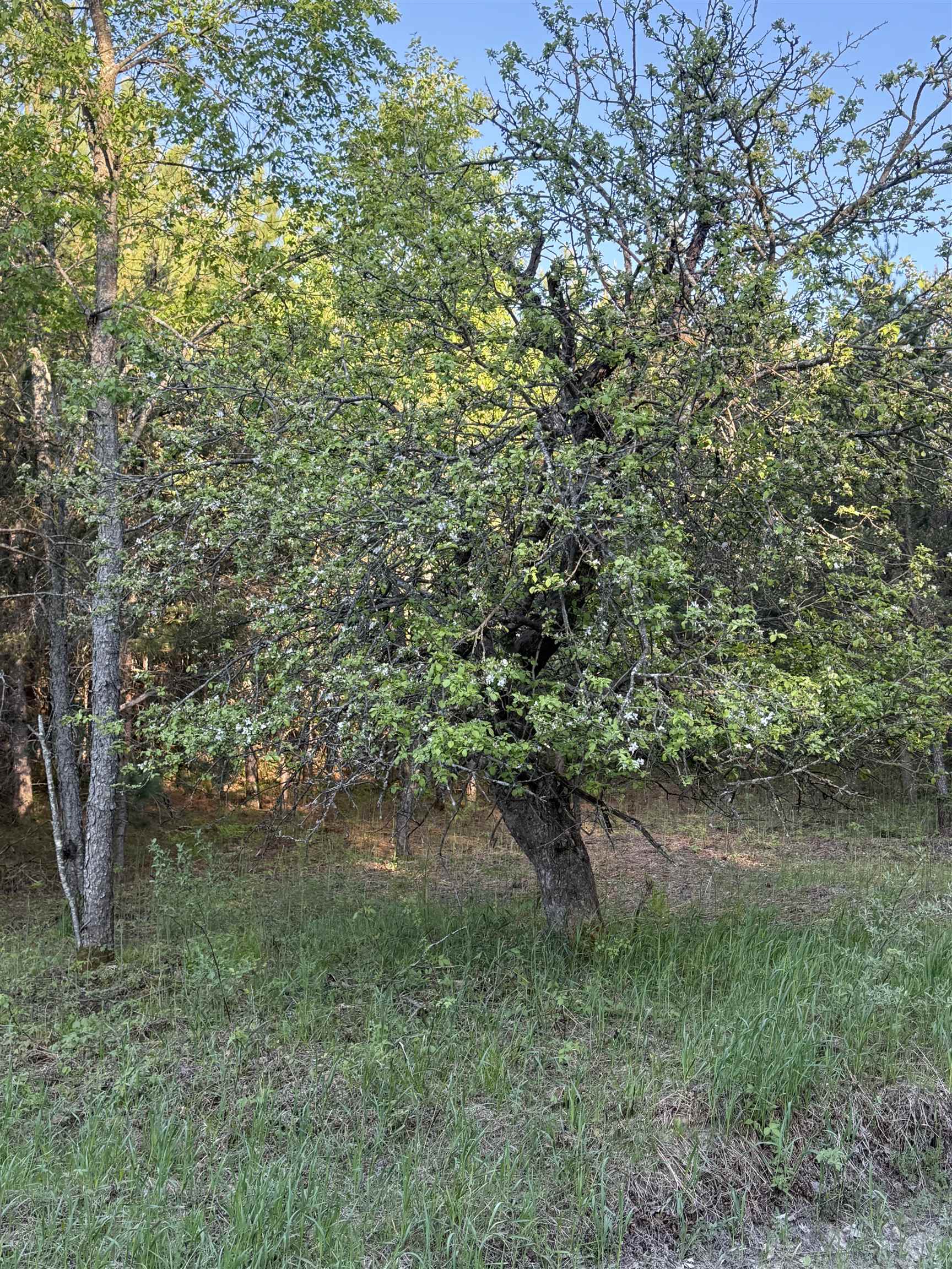Lot A 6.36 Ac Cedar Creek Road Property Photo 8