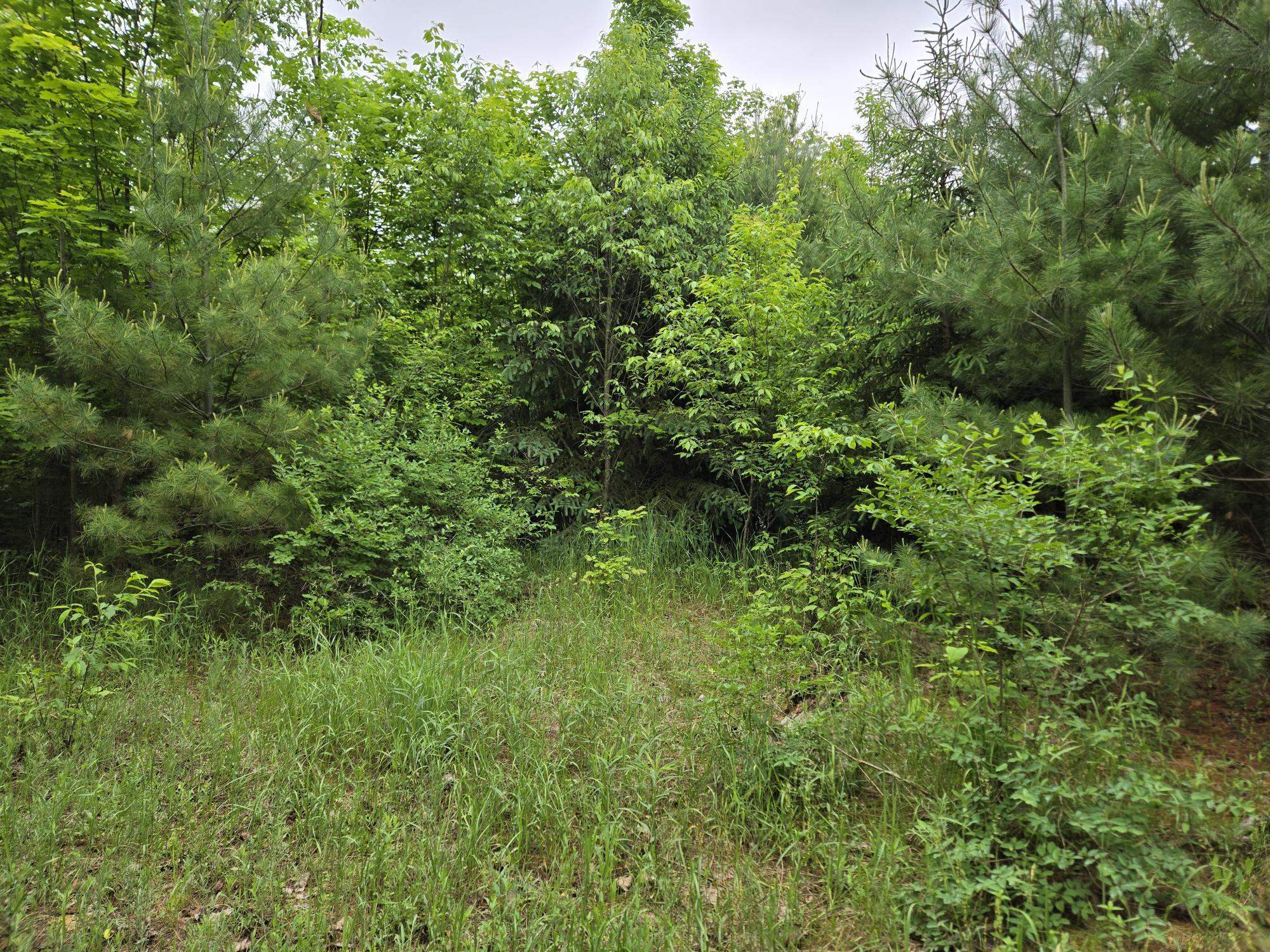 Parcels 1 & 2 Maple Property Photo 8