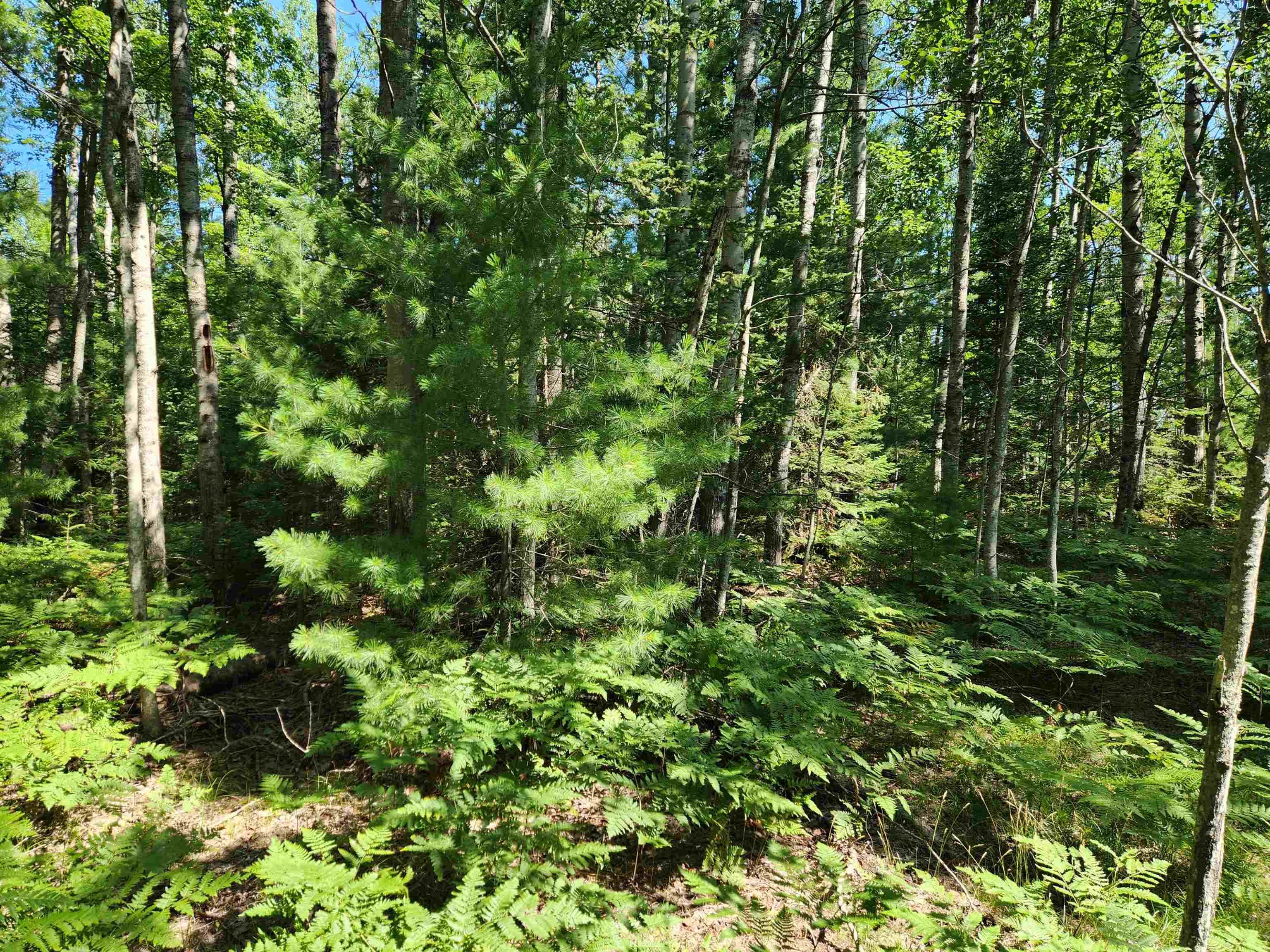 10 Acres Christie Drive Property Photo 4