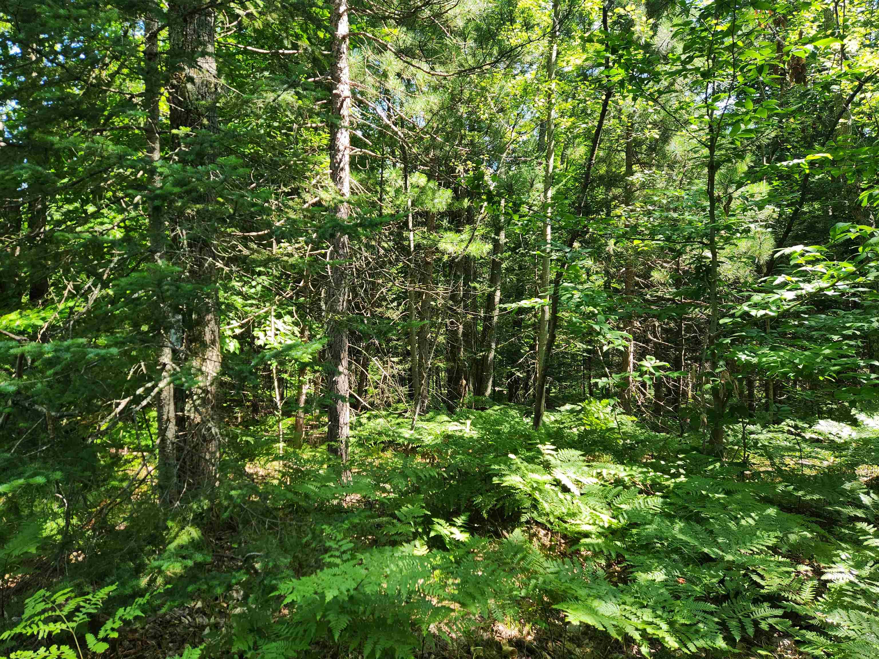 10 Acres Christie Drive Property Photo 10
