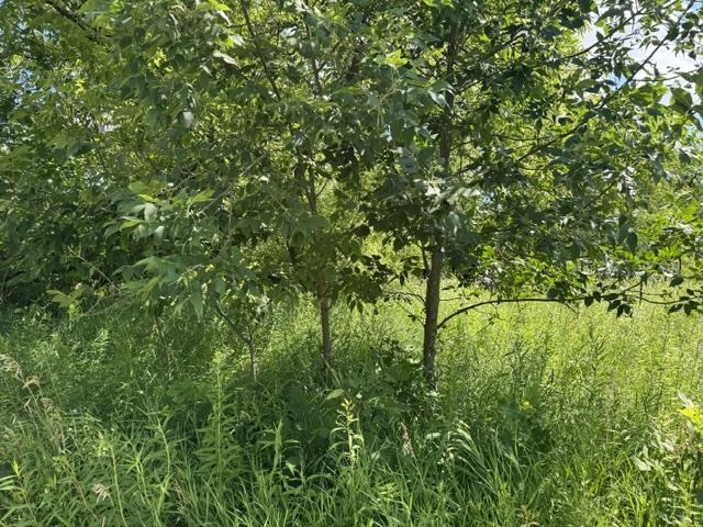 2179 Conrad Road Property Photo 27
