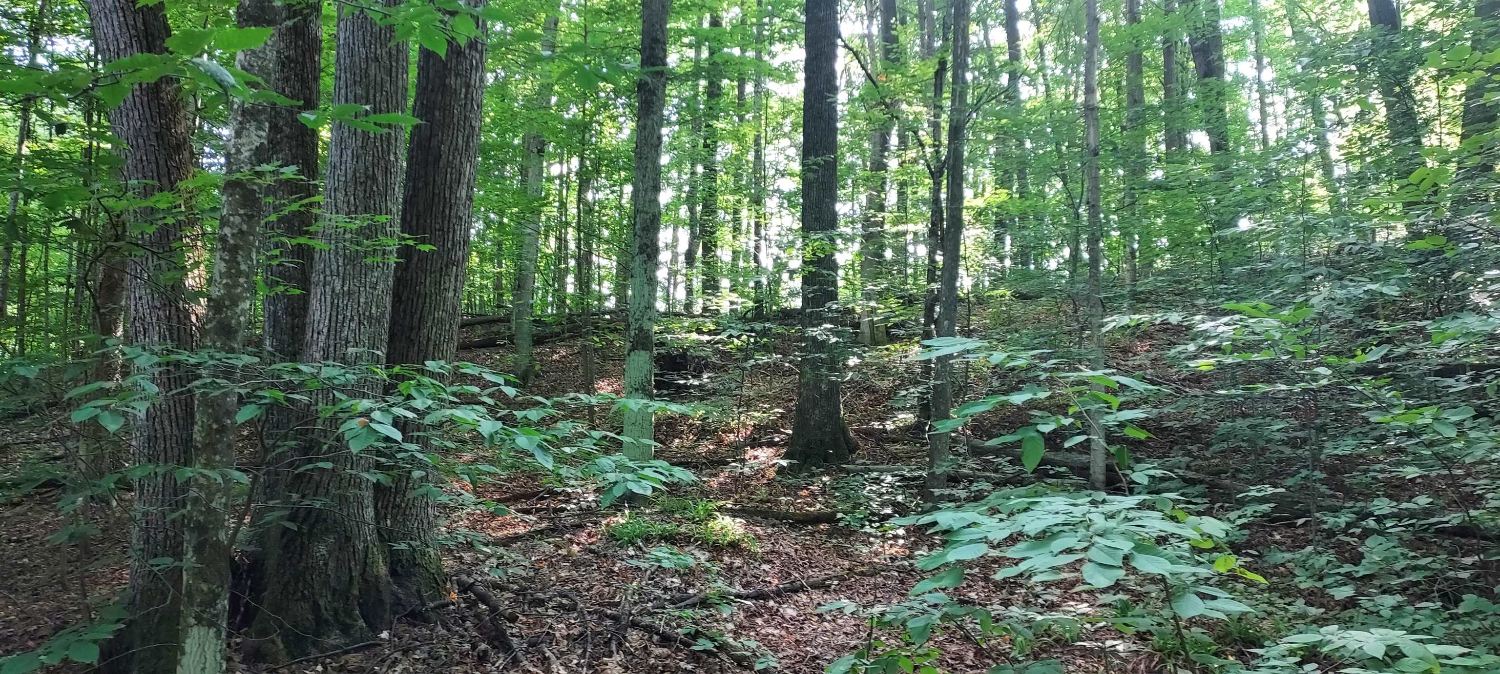 105 Legend Trail Property Photo 4