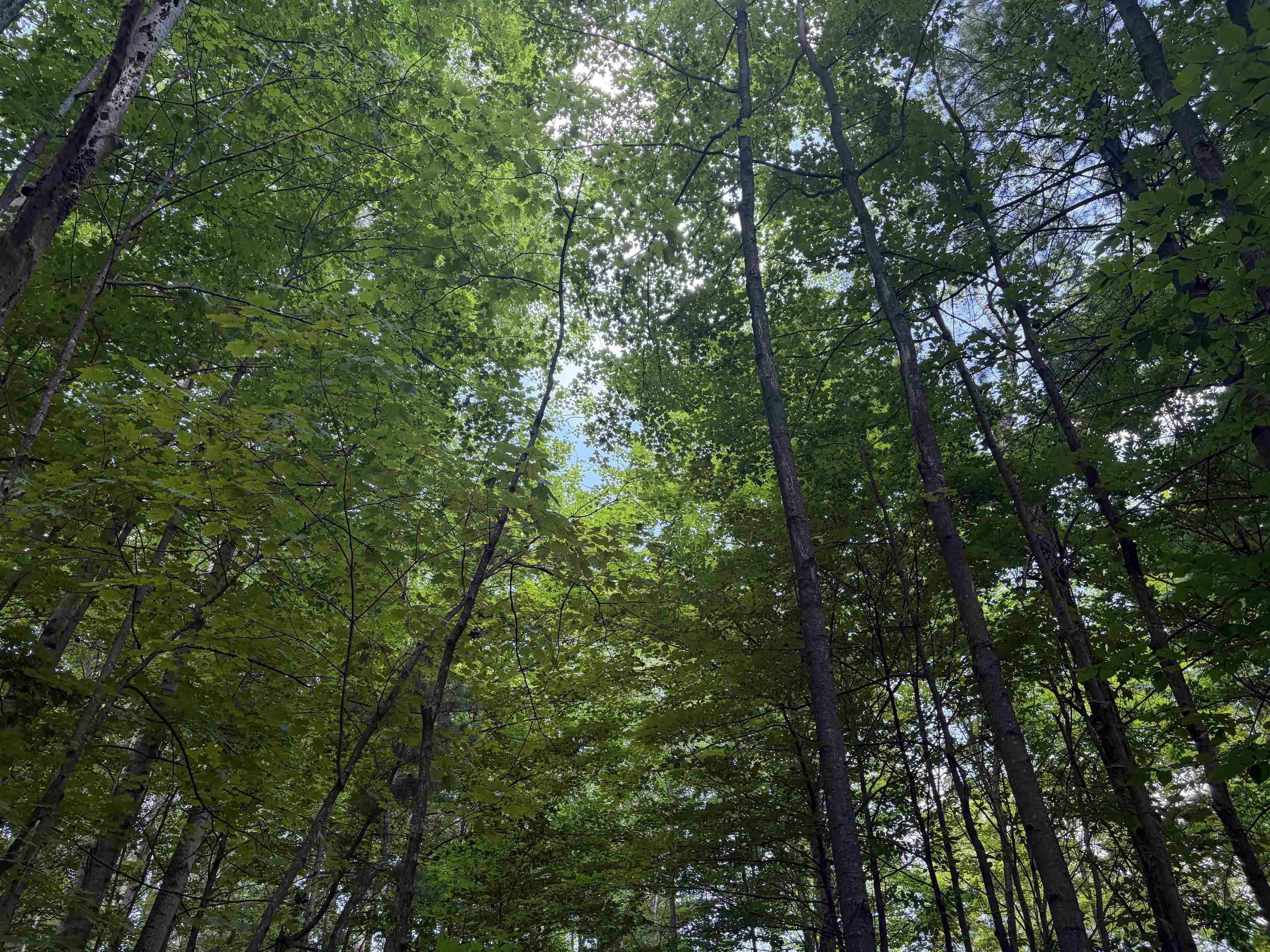 19172 Cedar Run Road Property Photo 5