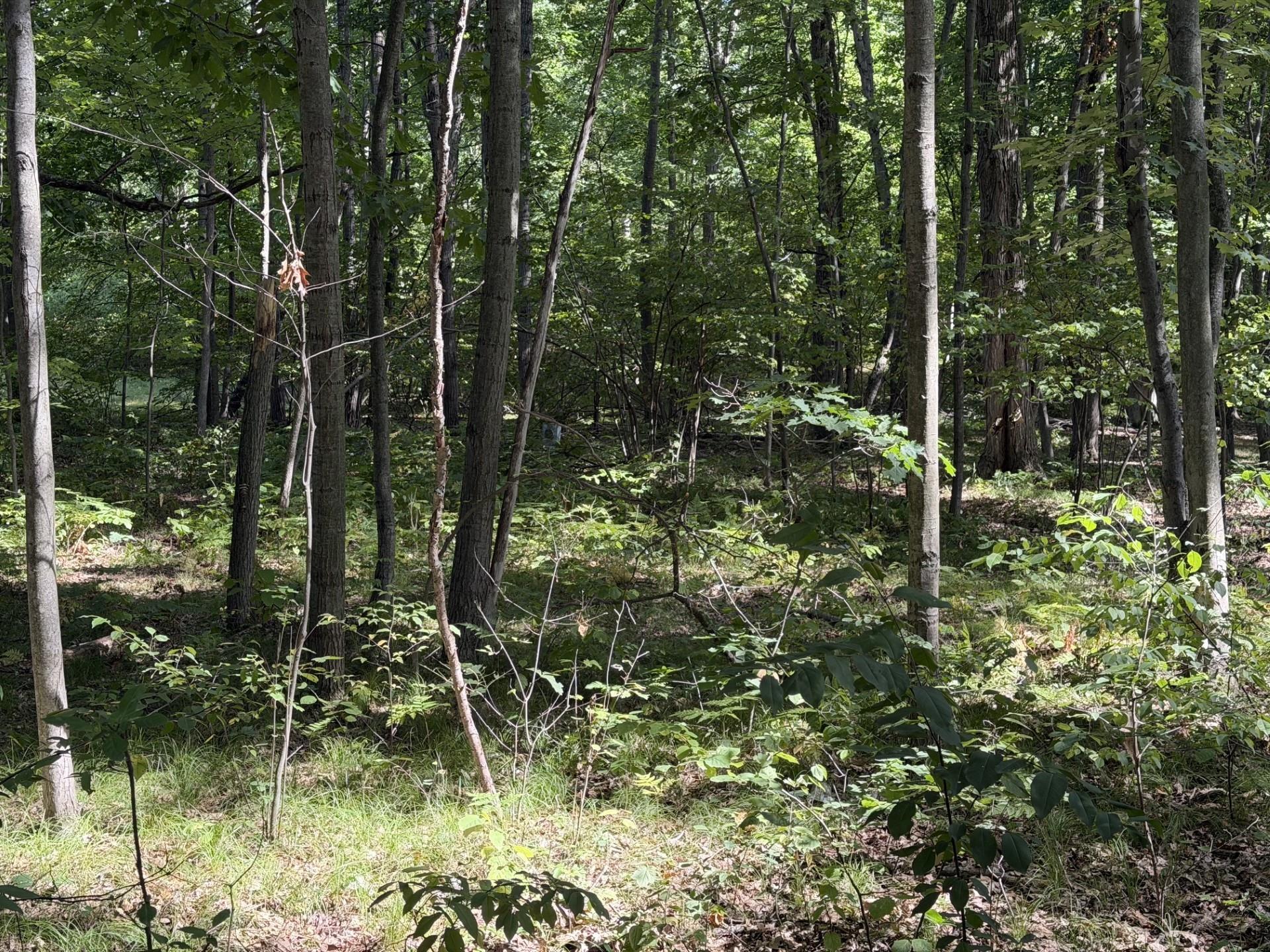7785 Arrowhead Drive Property Photo 6
