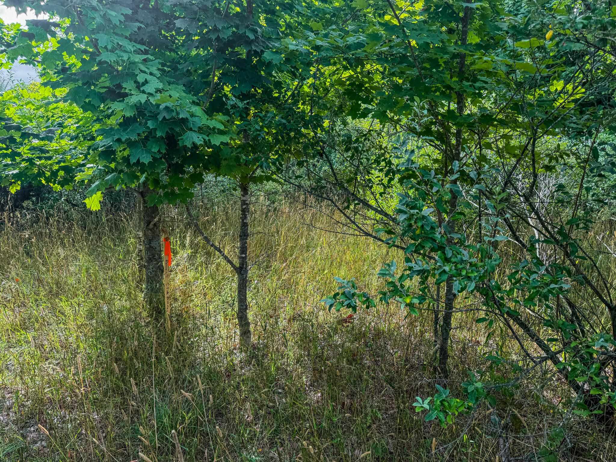 Parcel 4 E Darga Road Property Photo 9