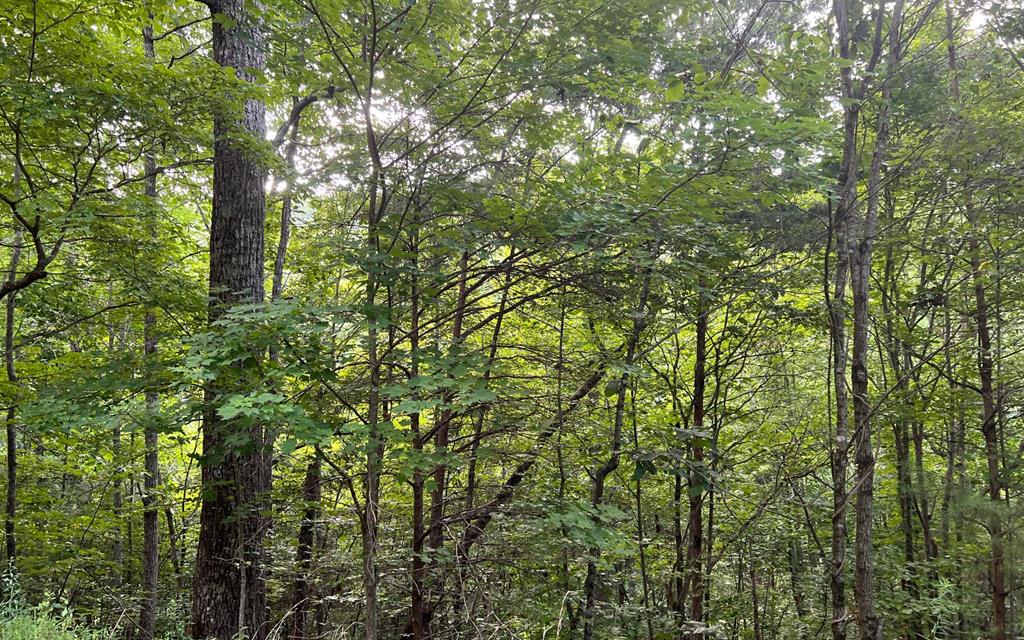Lot 13 The Preserve