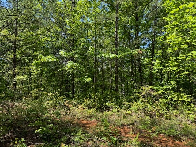Lot 11 Paradise Mountain Property Photo 4