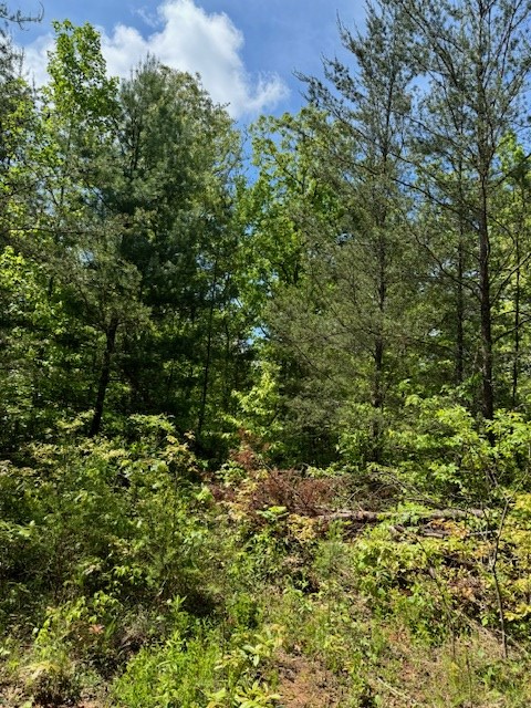 Lot 12 Paradise Mountain Property Photo 2