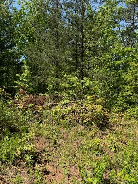 Lot 12 Paradise Mountain Property Photo 3