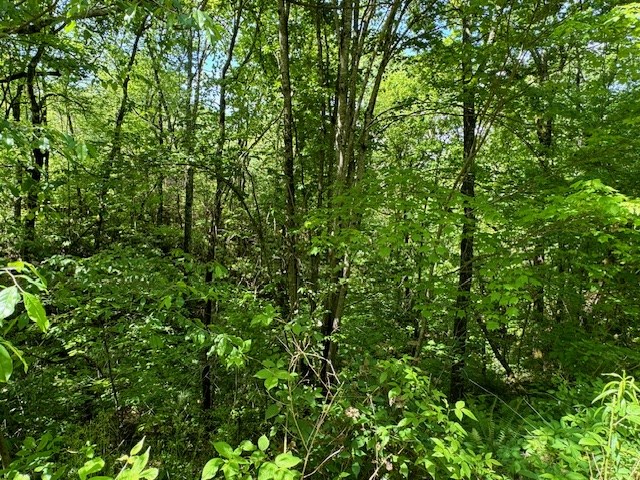 Lot 15 Paradise Mountain Property Photo 2