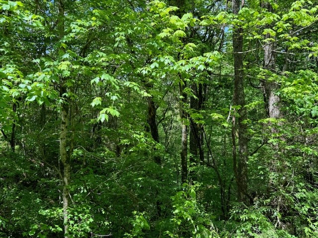 Lot 15 Paradise Mountain Property Photo 3